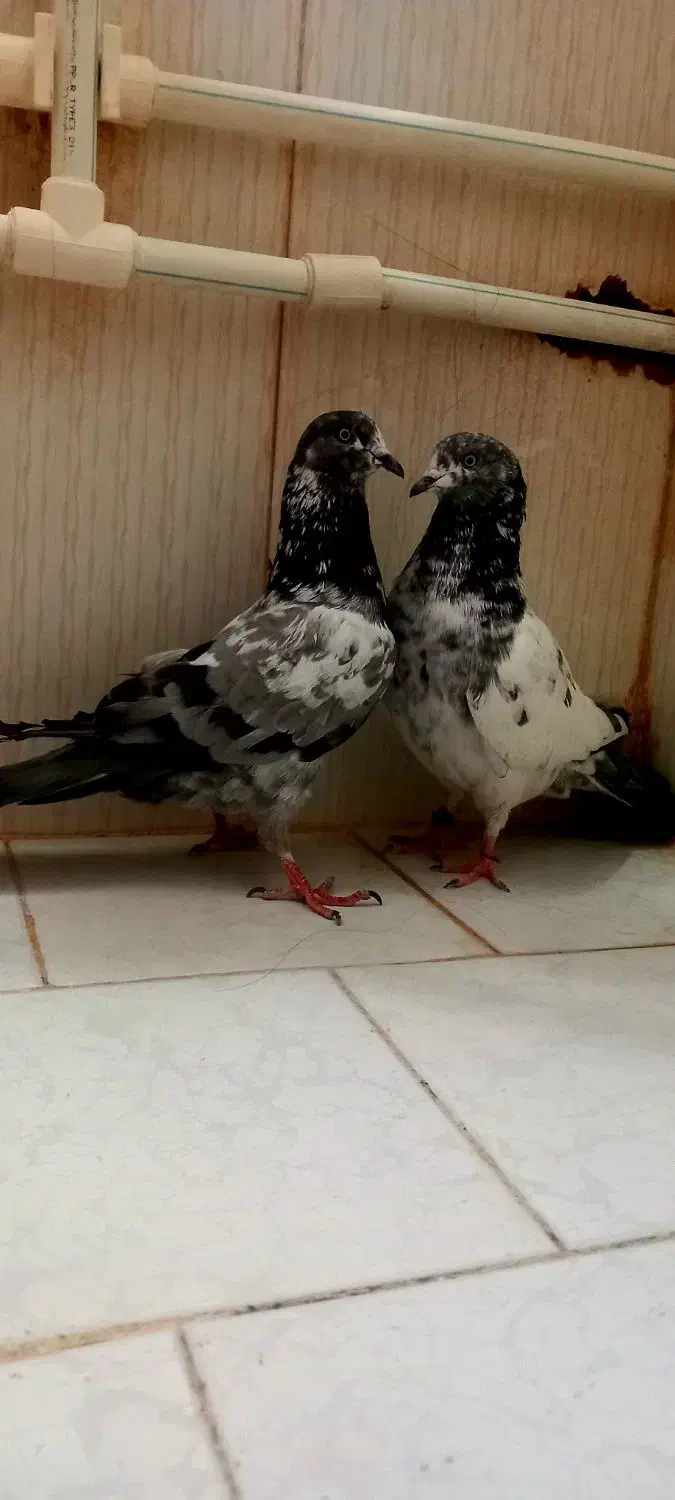 نرو ماده پاکستانی|پرنده|زابل, |دیوار