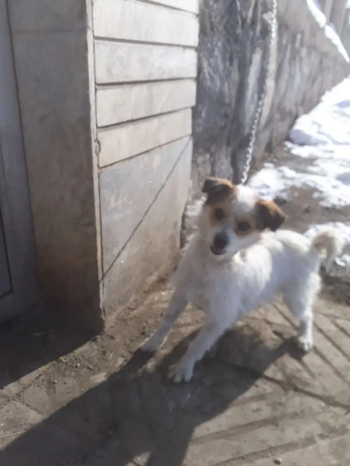 سگ پاکوتاه|سگ|صوفیان, |دیوار