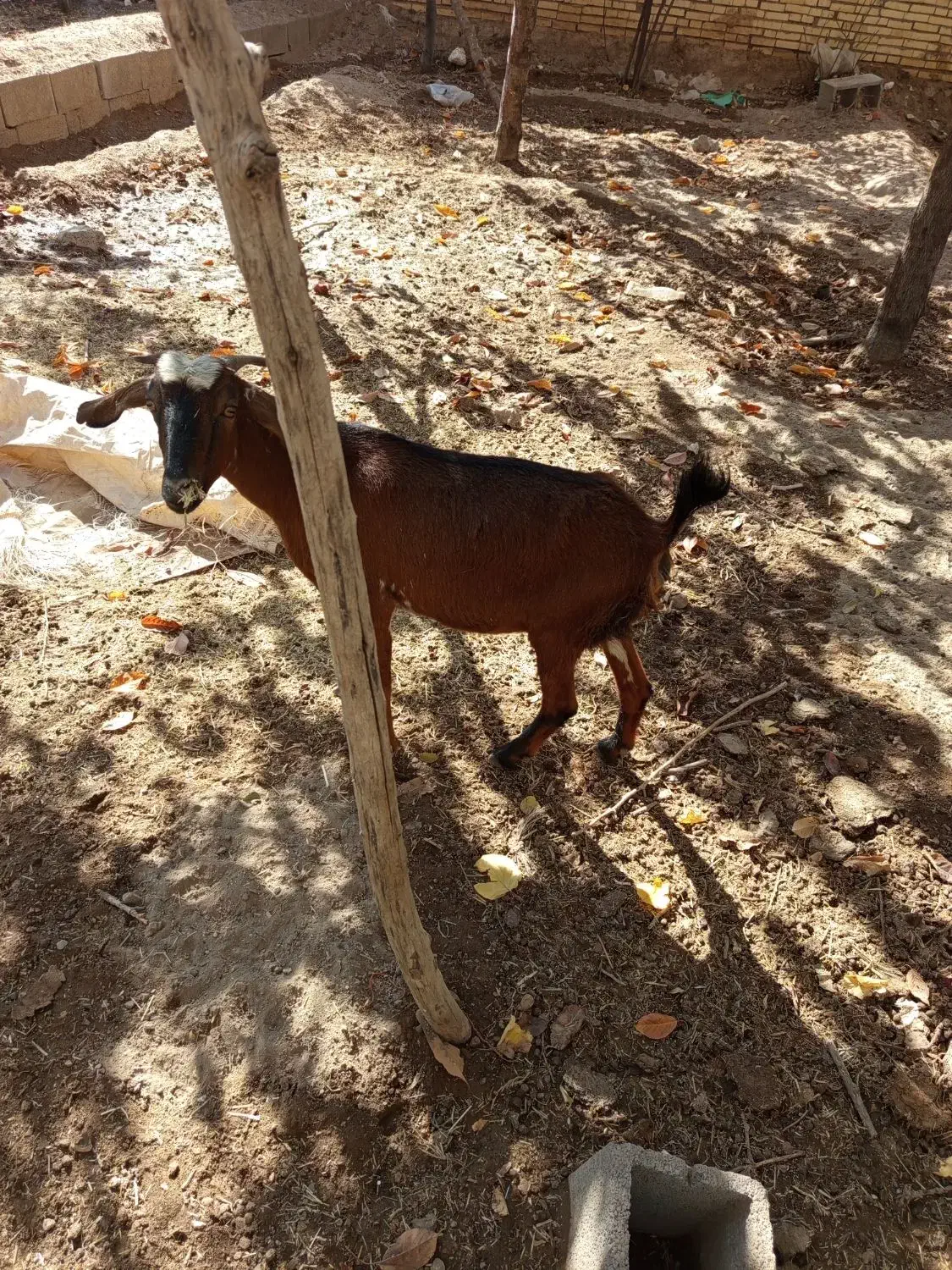 بز دورگ|حیوانات مزرعه|حمیدیا, |دیوار