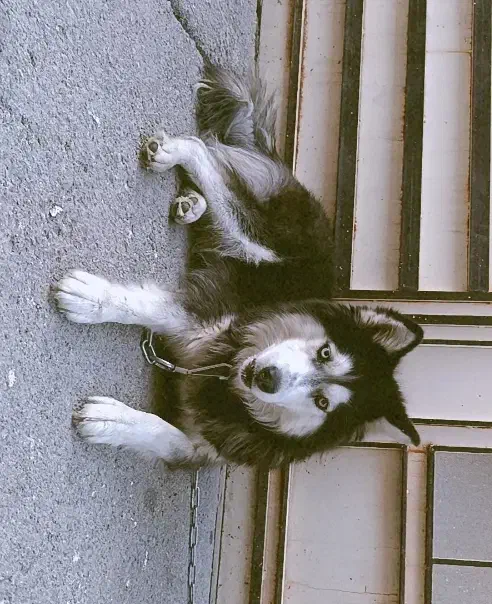 هاسکی|سگ|برخوار, |دیوار