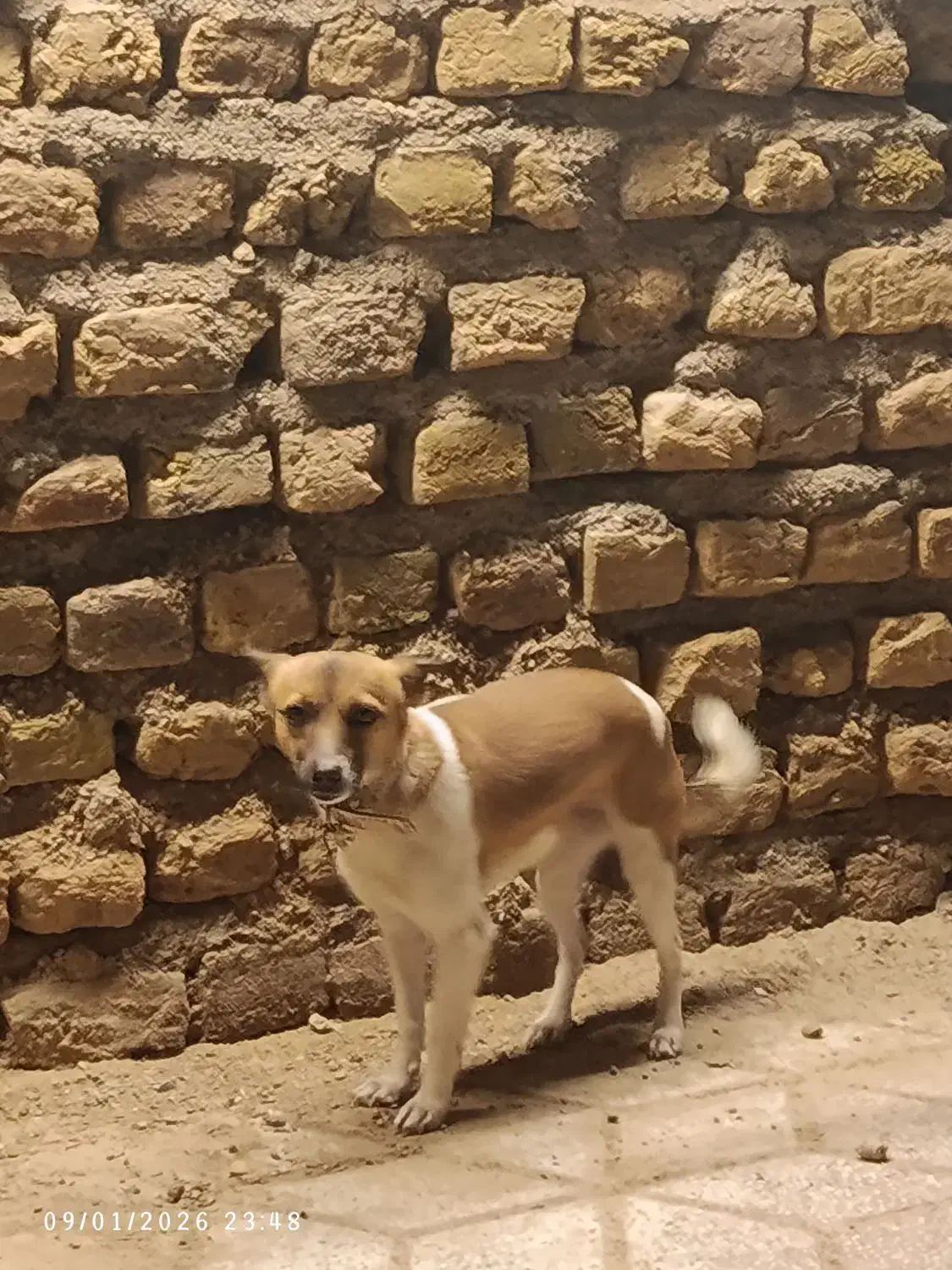 سگ پاپی|سگ|تایباد, |دیوار