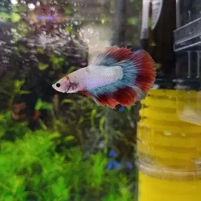 ماهی فایتر|ماهی|ارومیه, |دیوار