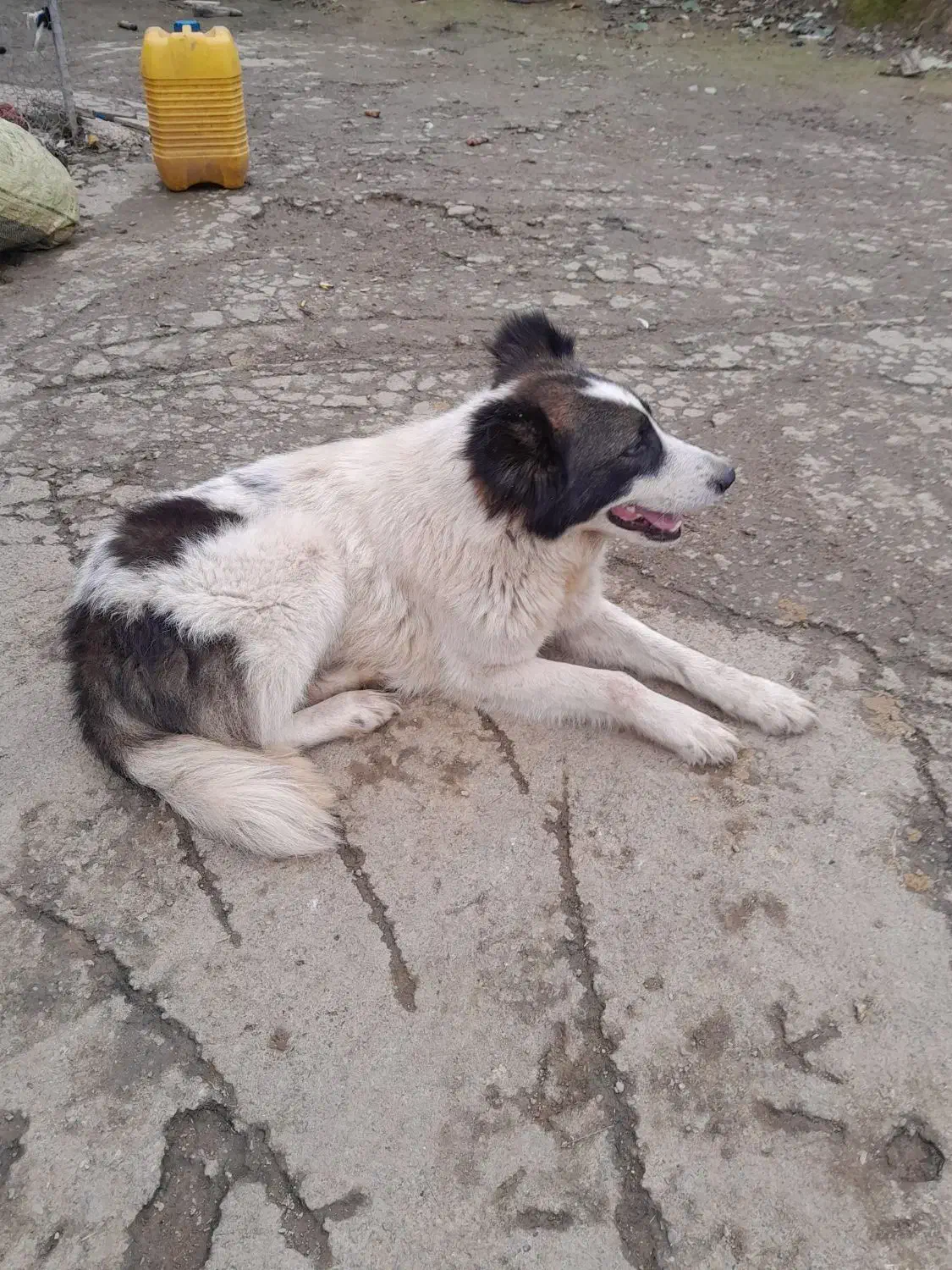 واگذاری سگ چوپانی وشکاری|سگ|احمدسرگوراب, |دیوار