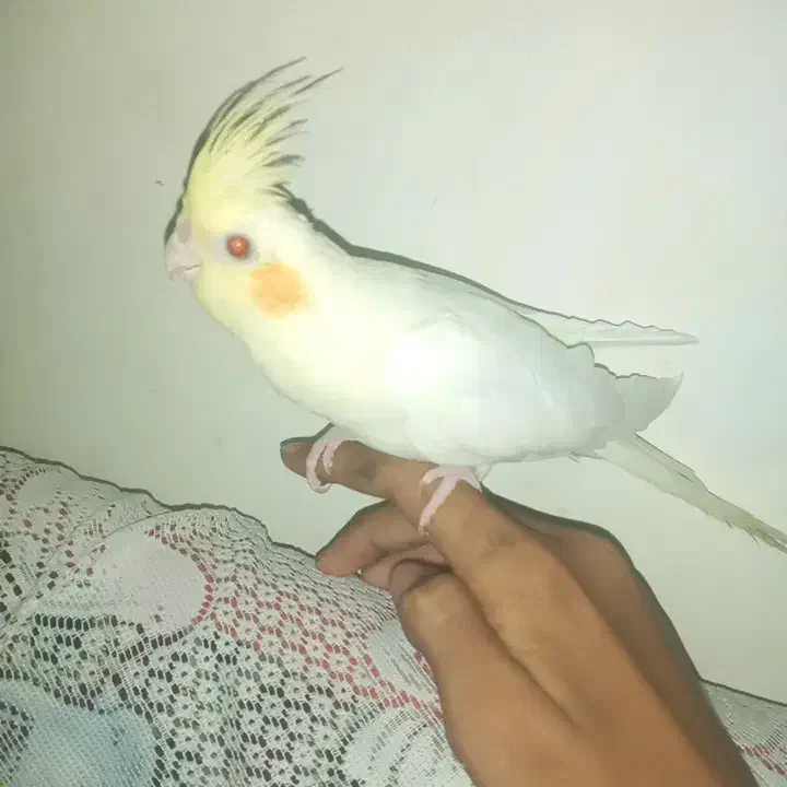 عروس و فیشر|پرنده|لار, |دیوار