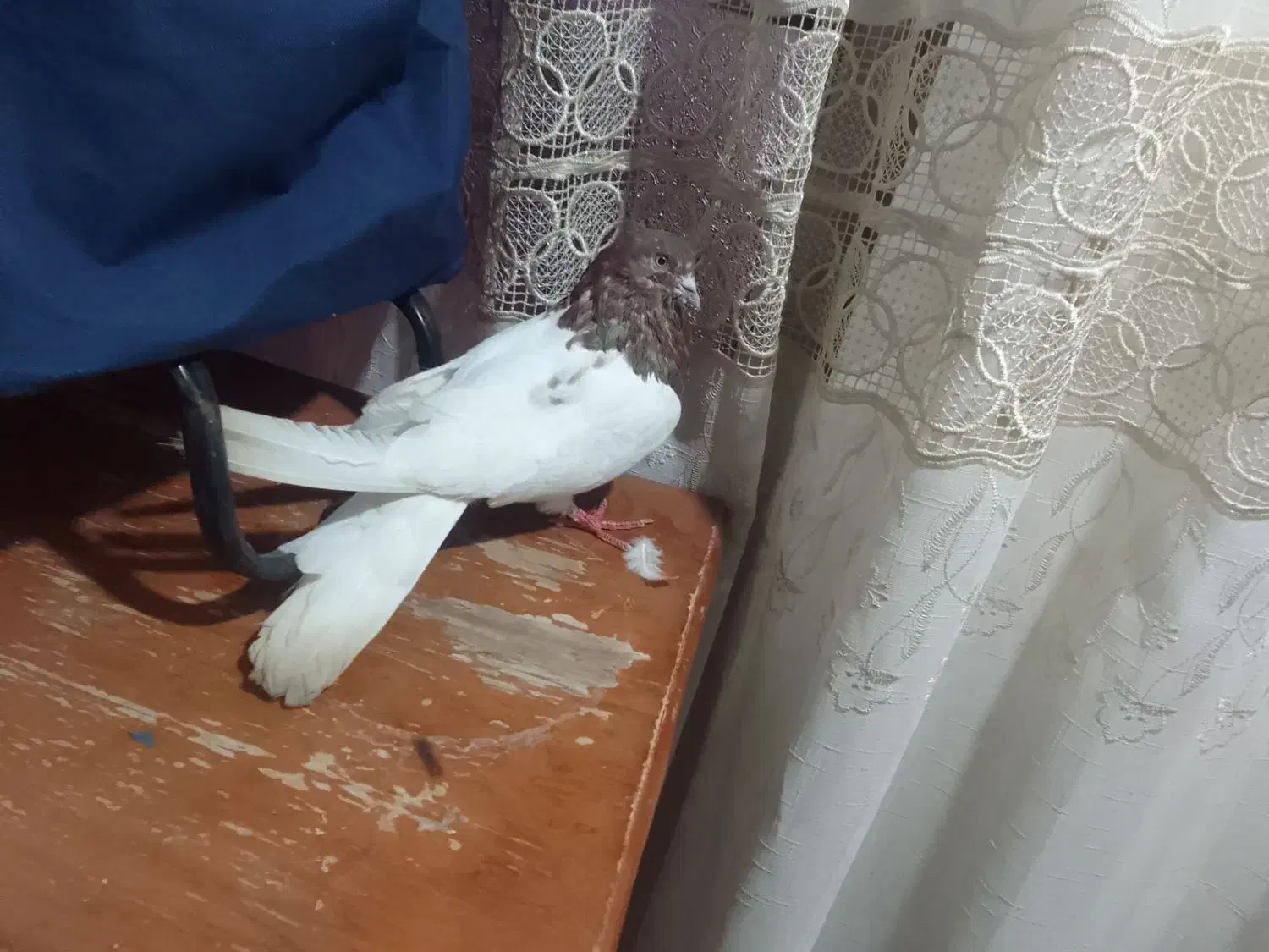 قرمزباش نر چهل سانتی|پرنده|میاندوآب, |دیوار