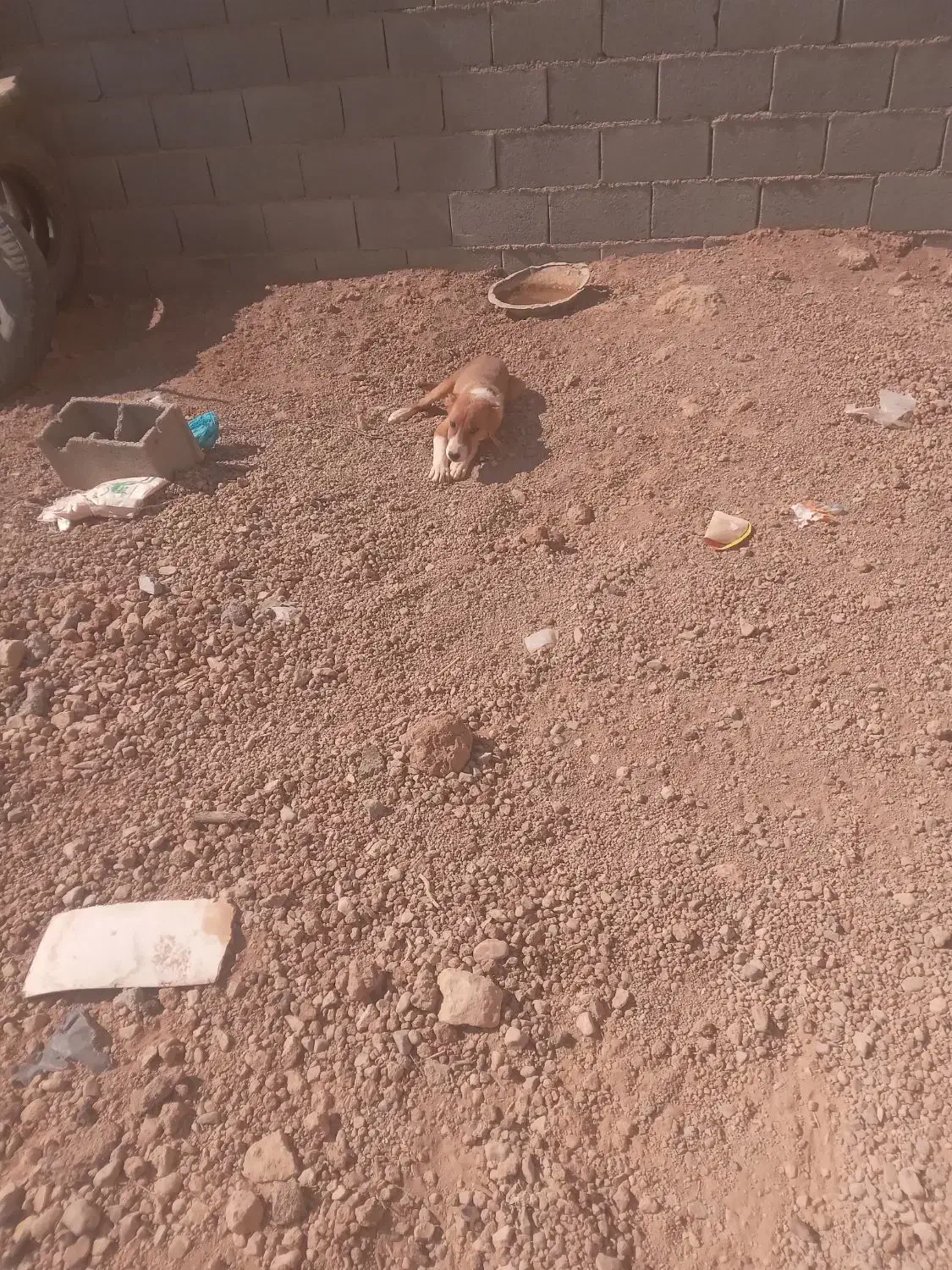 توله سگ|سگ|شهرضا, |دیوار