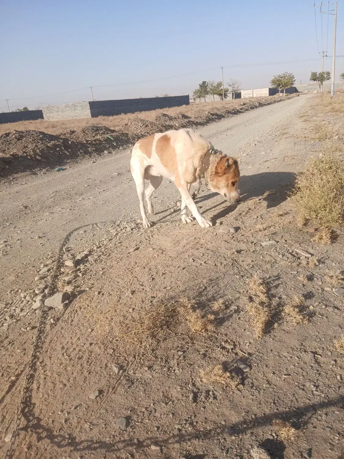 مشهد|سگ|رضویه, |دیوار