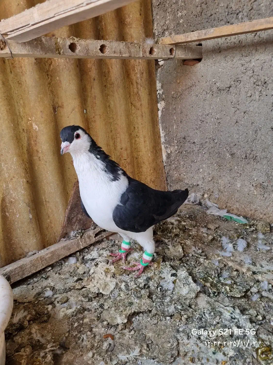 شیرازی وشهرستانی و تهرانی|پرنده|خاوران, |دیوار