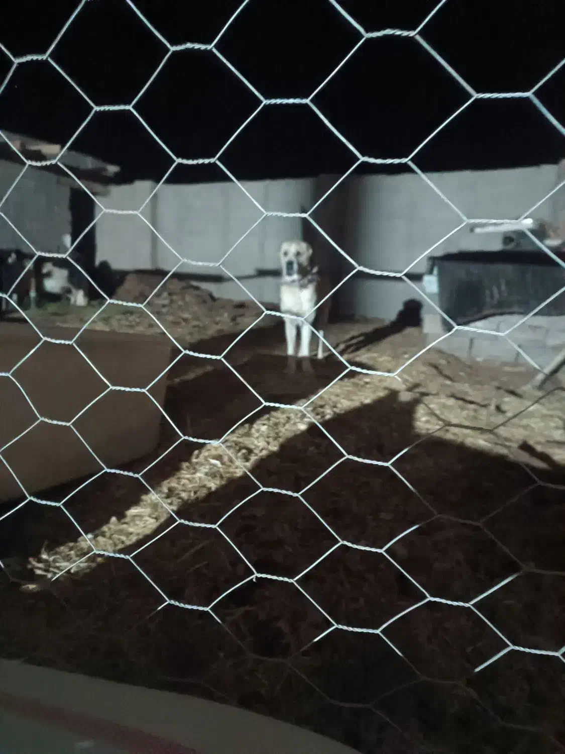 سگ گله ۳سال نیم|سگ|نیشابور, حسین آباد جدید|دیوار