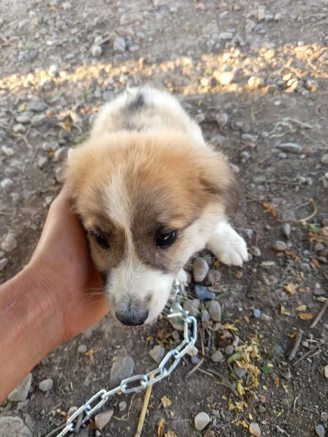 پاک‌وتا خانگی|سگ|سنگدوین, |دیوار