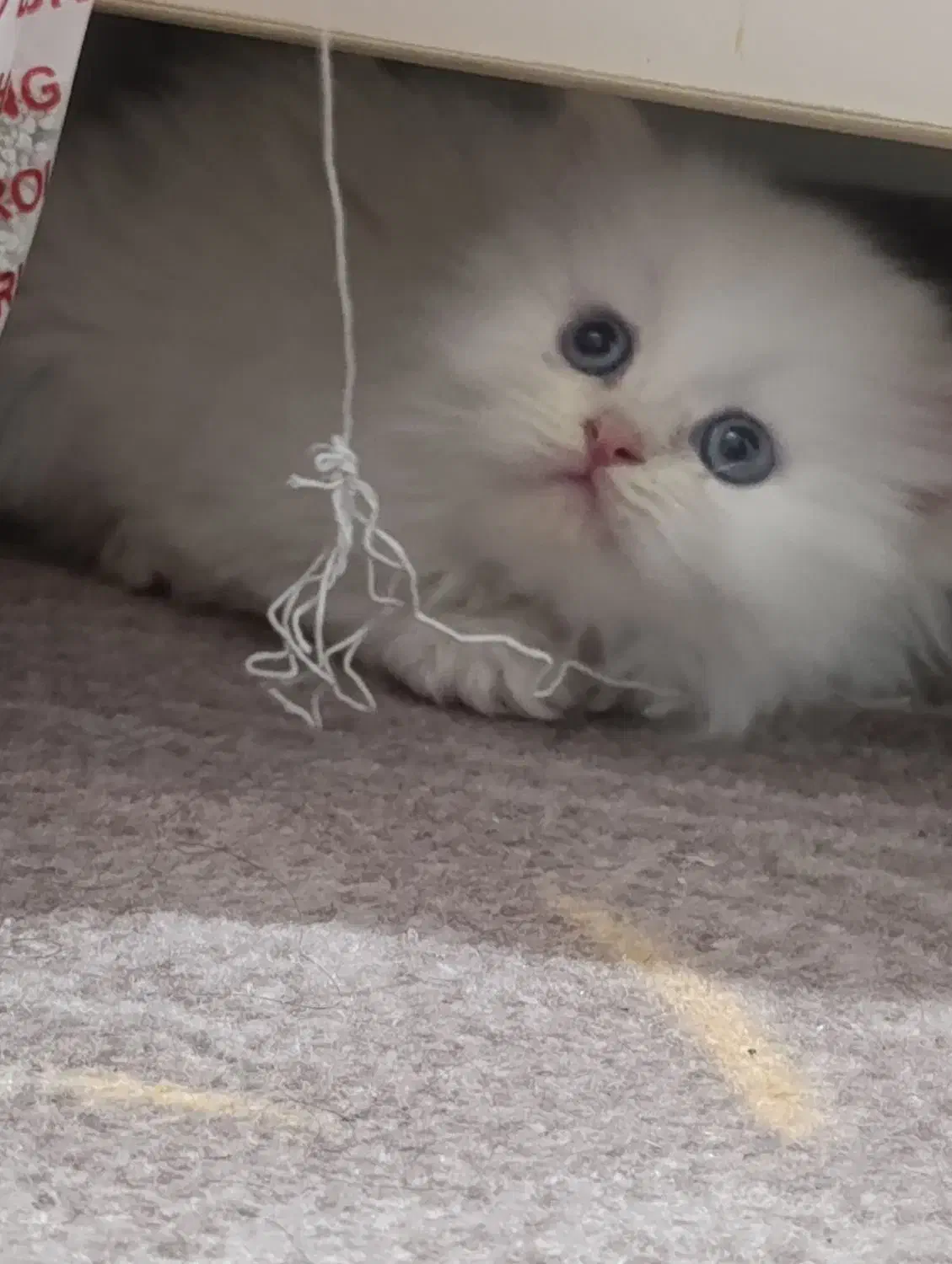 گربه پرشین|گربه|ارومیه, |دیوار