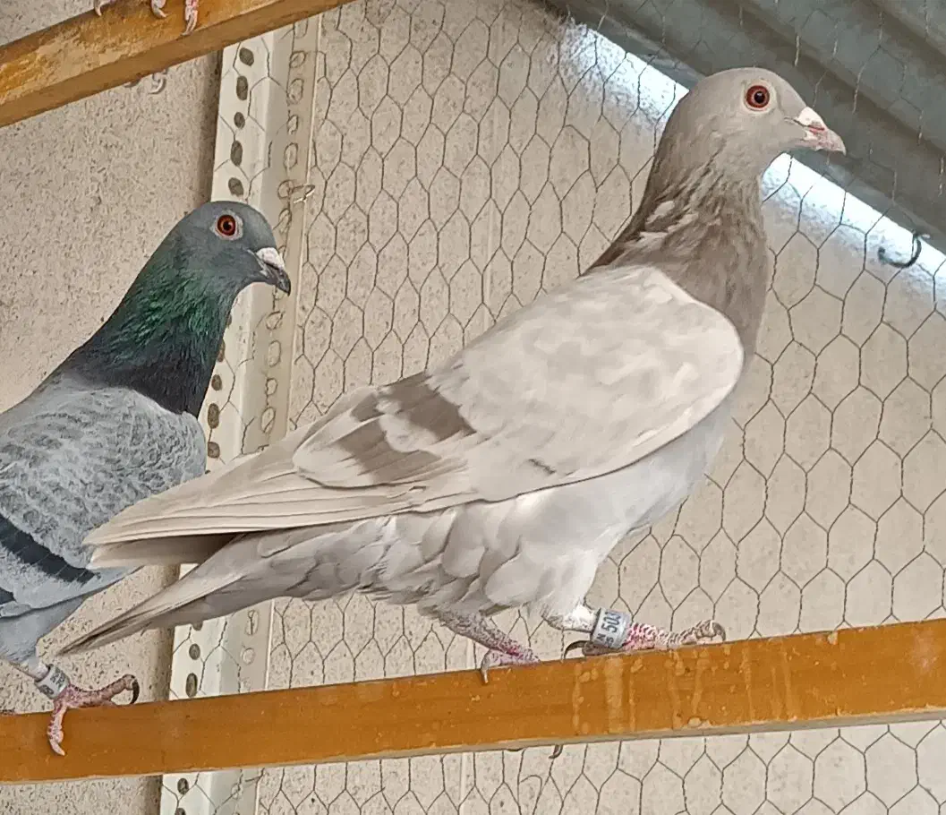 کبوتر پلاکی|پرنده|شاهین‌شهر, شهرک هشت بهشت|دیوار