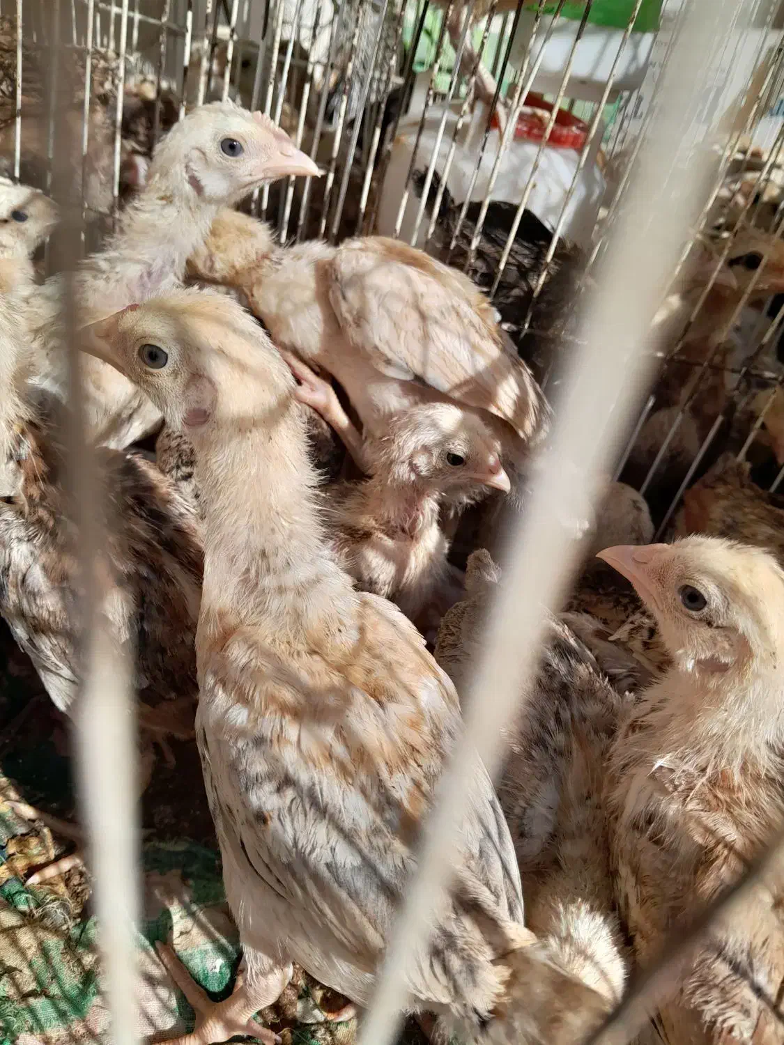 جوجه محلی زابلی ۵۰روزه|حیوانات مزرعه|نیمروز, |دیوار