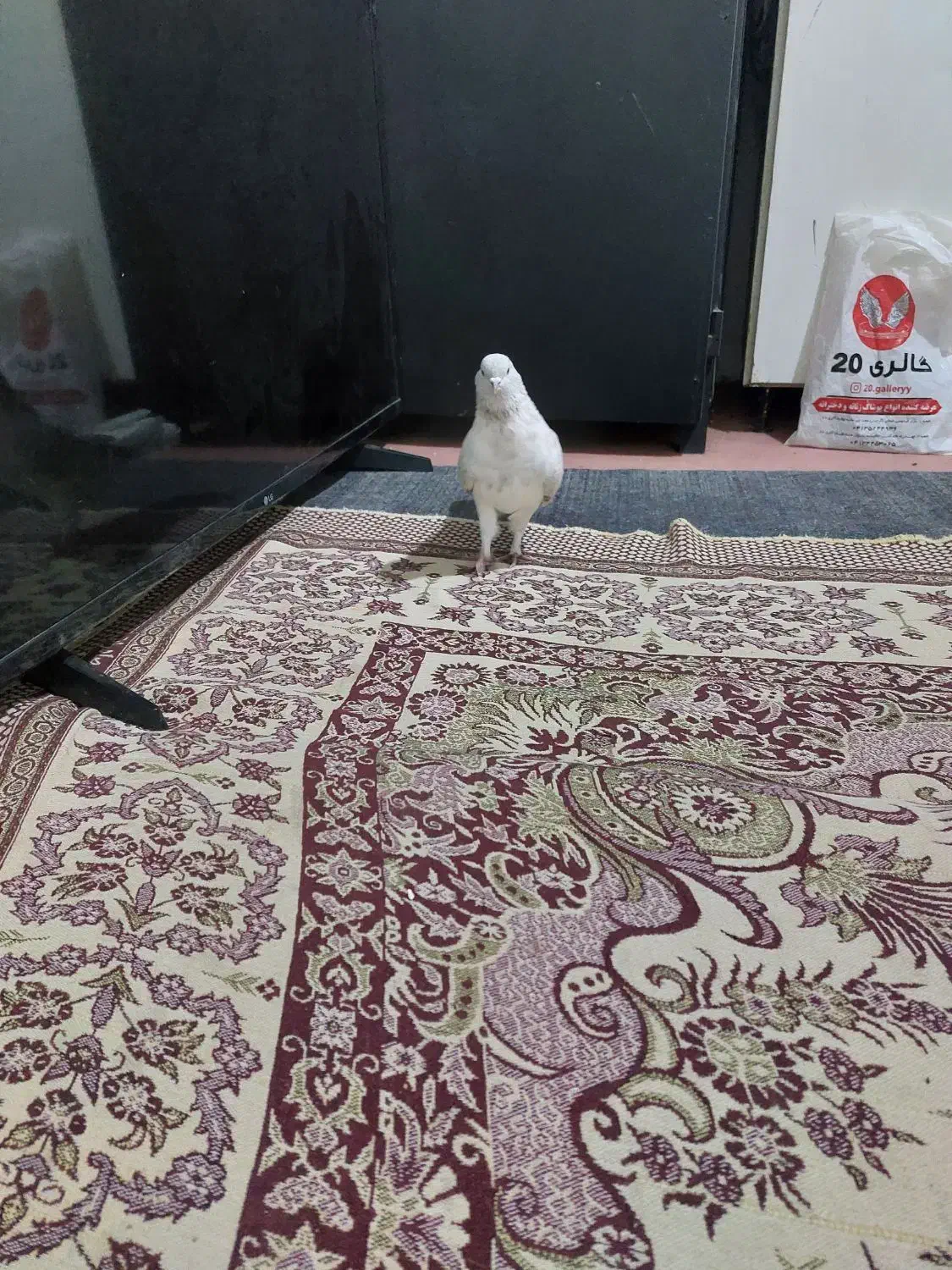 کبوتر|پرنده|ارشق, |دیوار