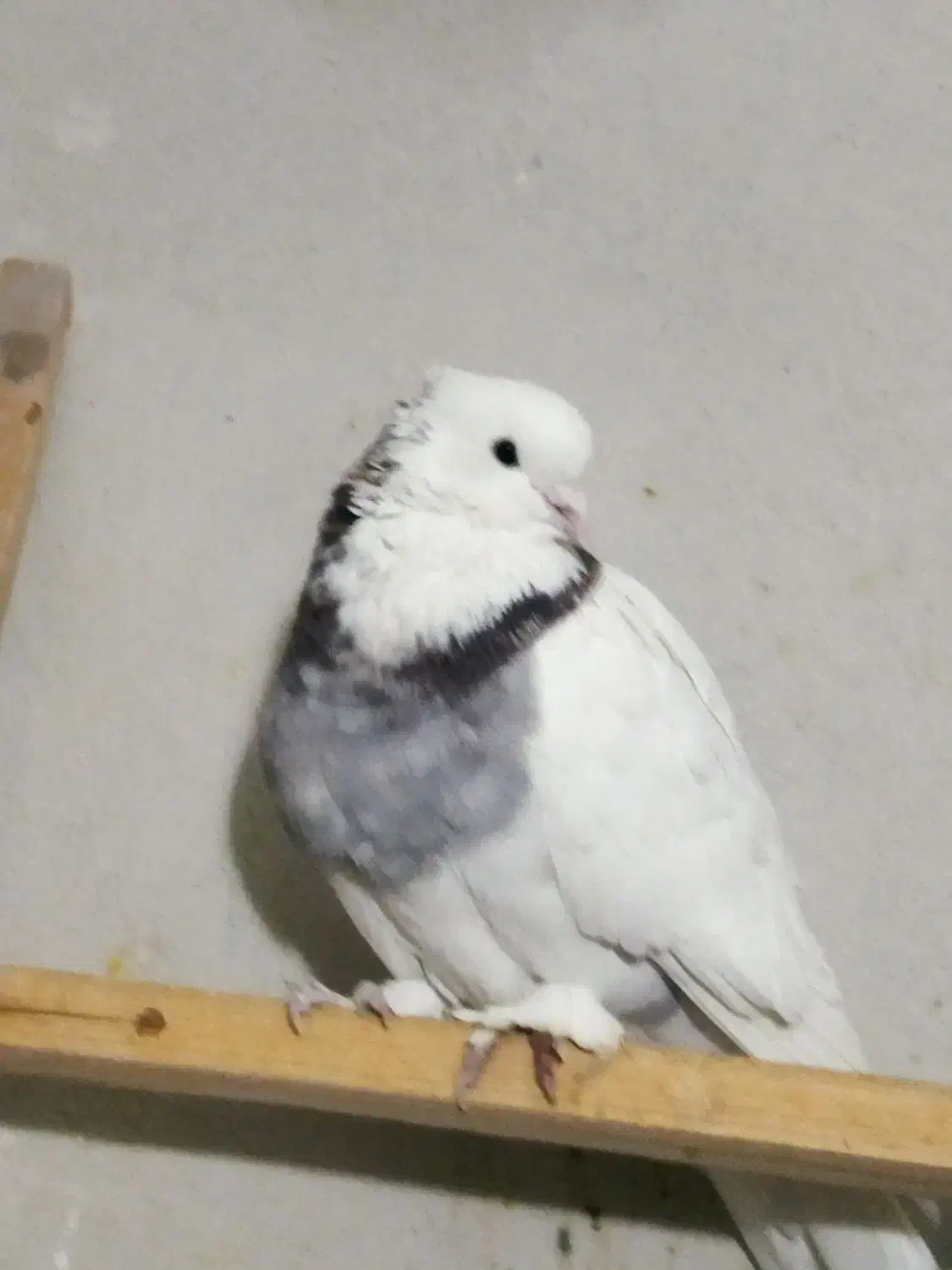 کبوتر|پرنده|شاهینشهر, خانه کارگر|دیوار