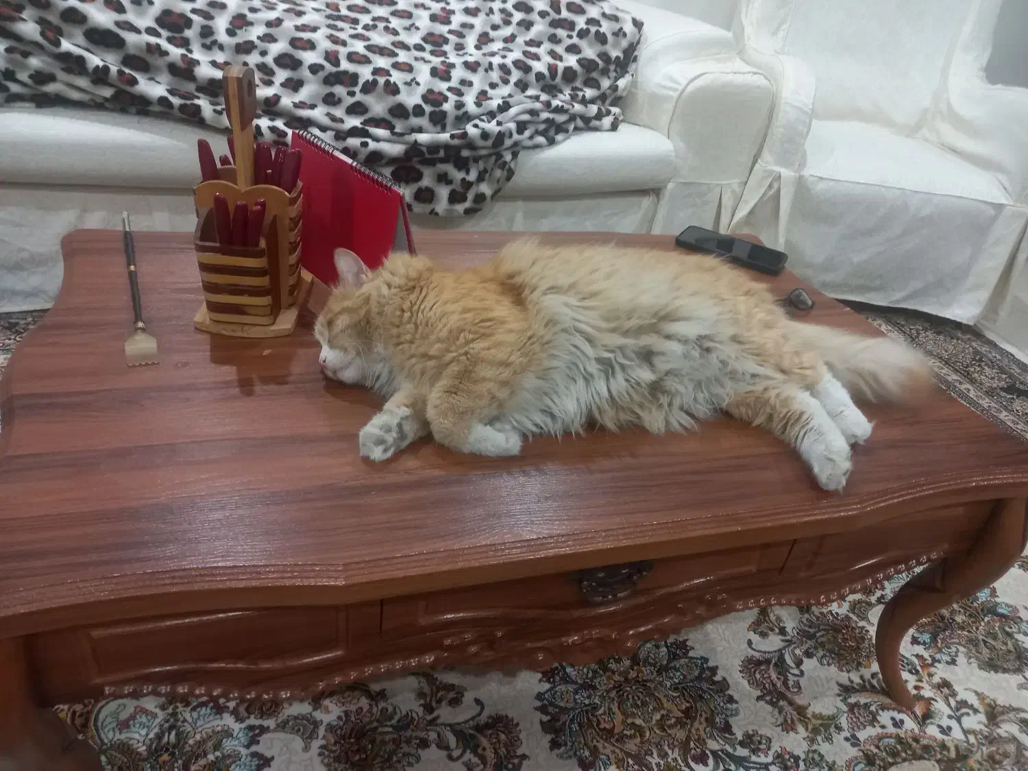 گمشده|حیوانات|کرج, گلستان|دیوار