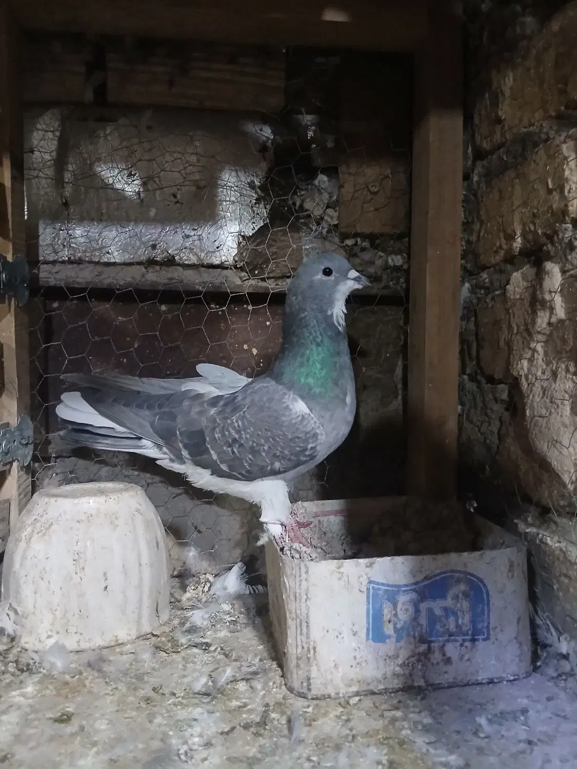 نر دمگیر|پرنده|اصفهان, فردوان|دیوار