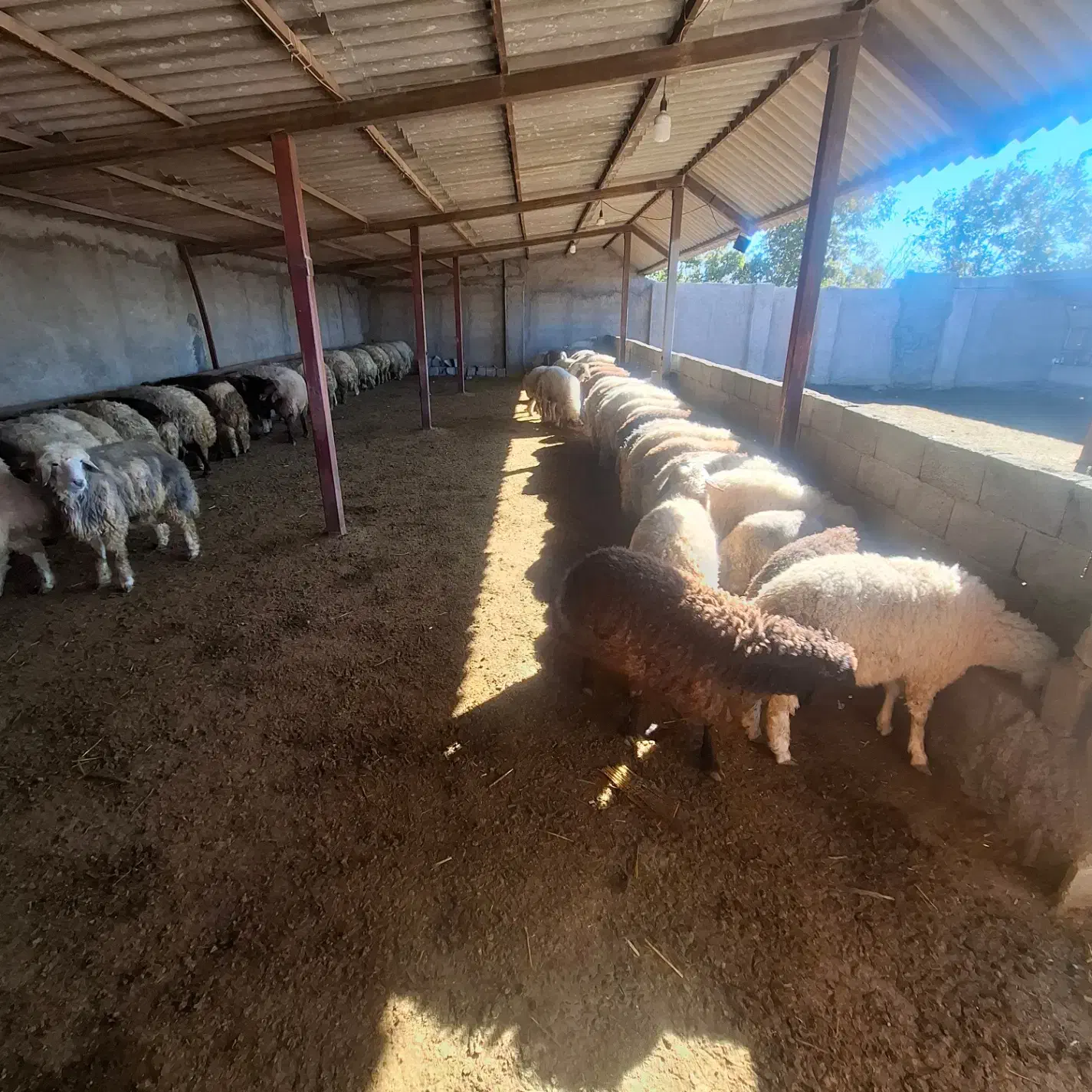 بره نر پرواری|حیوانات مزرعه|ثلاث باباجانی, |دیوار