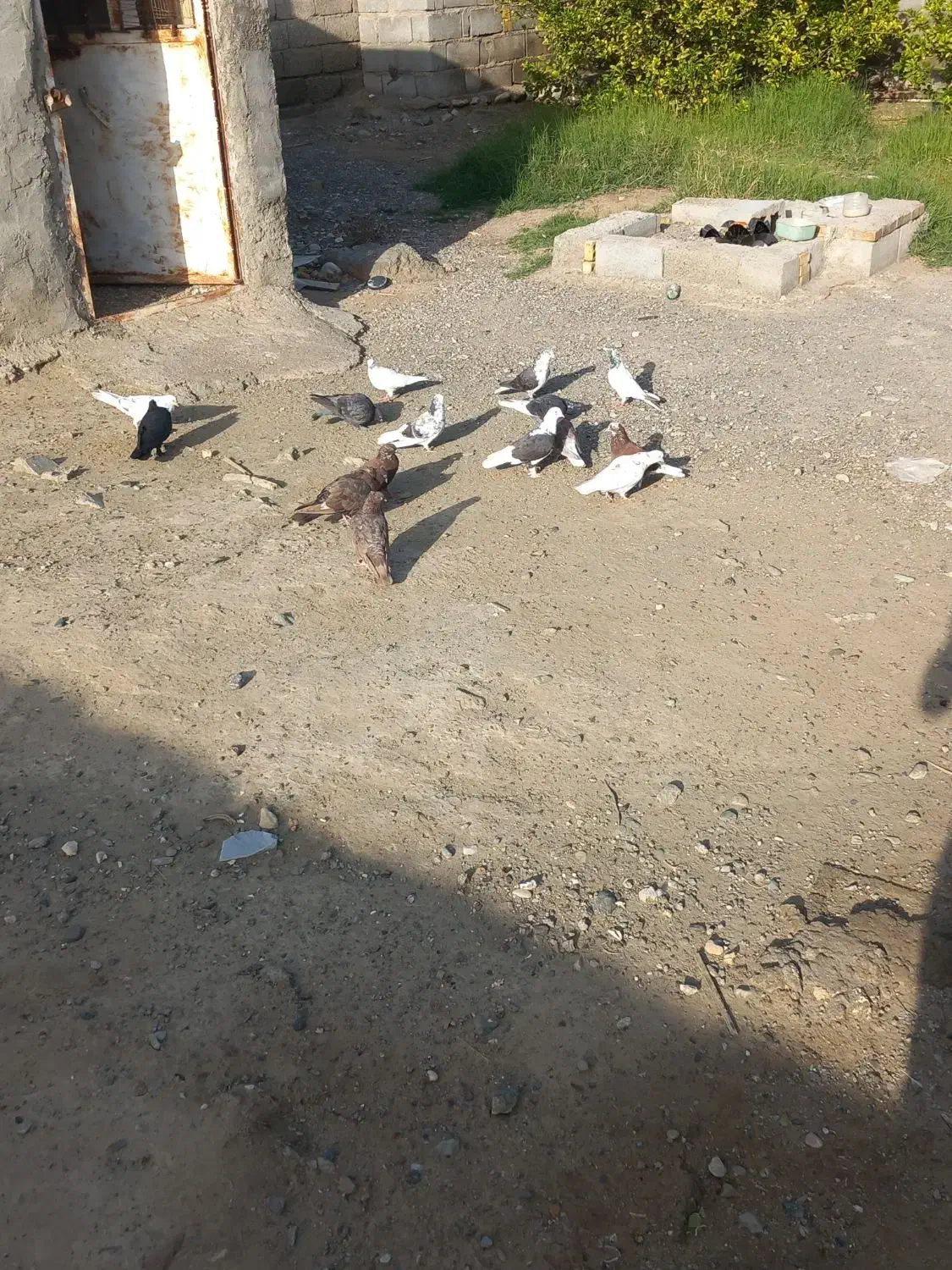 کفتر گره|پرنده|بیکاه, |دیوار