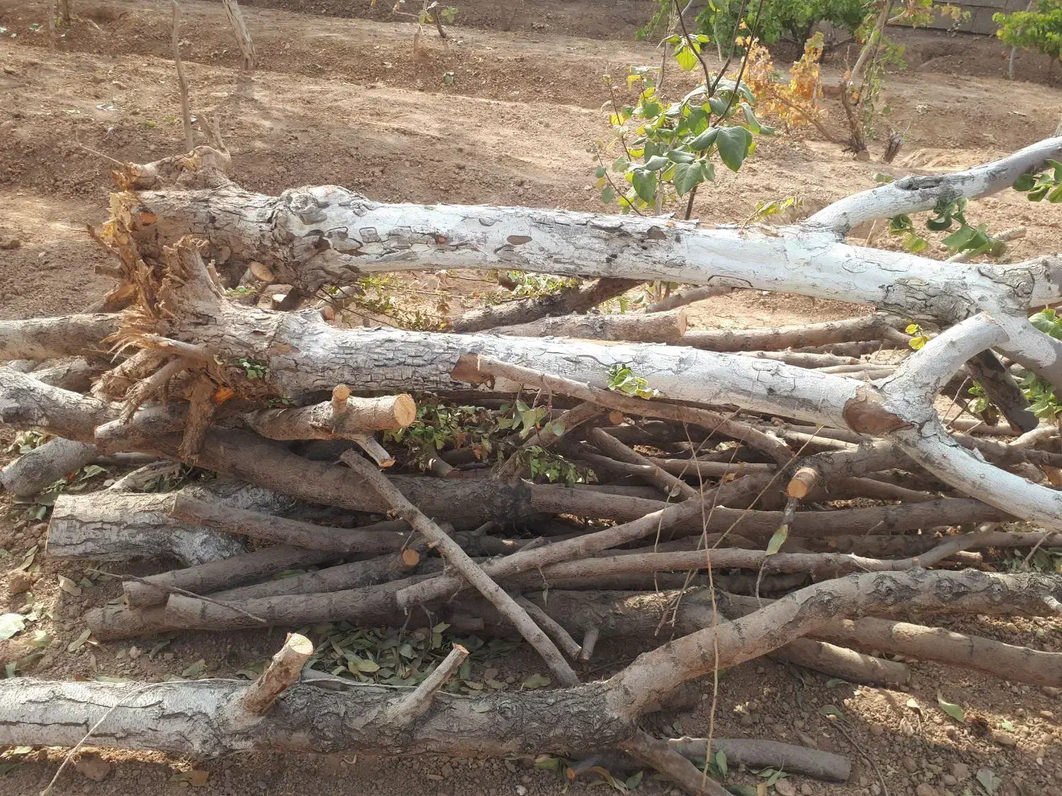 چوب و الوار خشک از درخت های بادام و به|عمدهفروشی|شاهینشهر, گزبرخوار|دیوار