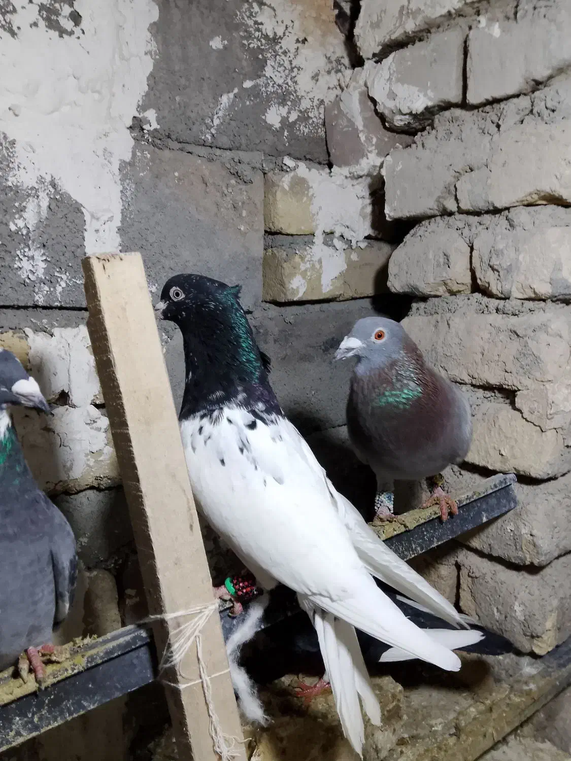 کفتر کلهسیاه نر|پرنده|گلبهار, نوبهار|دیوار