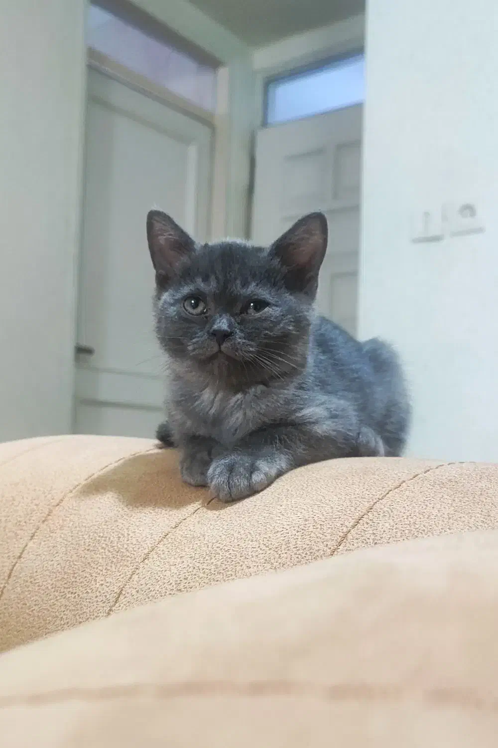 بچه گربه بریتیش سیلور بلو|گربه|تهران, گلستان (شهرک راه آهن)|دیوار