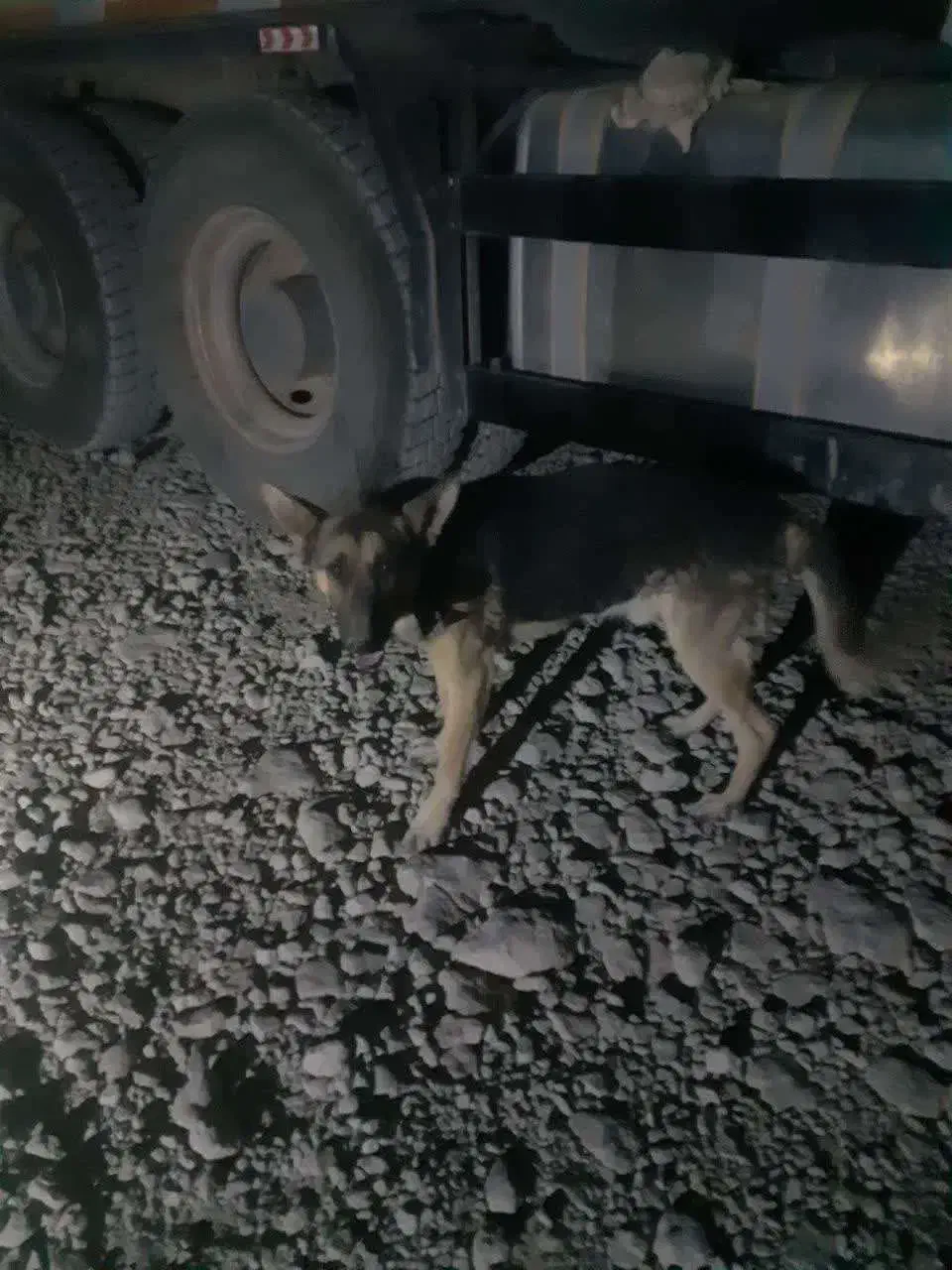 سگ ژرمن|سگ|سمیرم, |دیوار