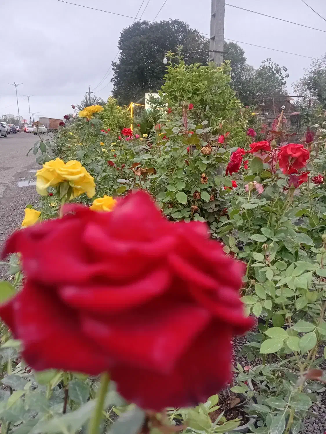 فیکوس،لاوسون،پتوس،رزلوکس|گل و گیاه طبیعی|رشت, حومه رشت|دیوار