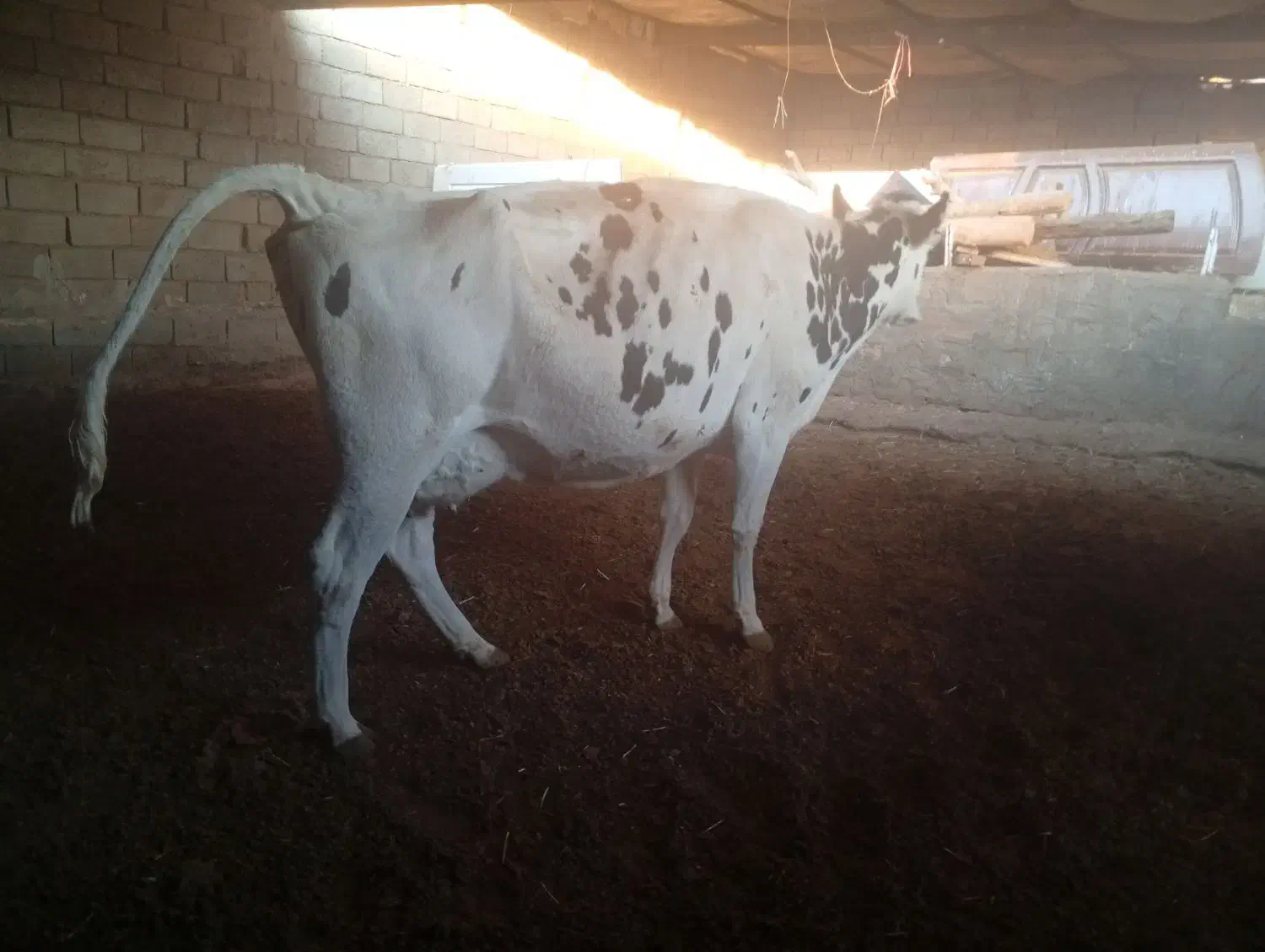 گاو ابستن|حیوانات مزرعه|تربت جام, جلگه موسی آباد|دیوار