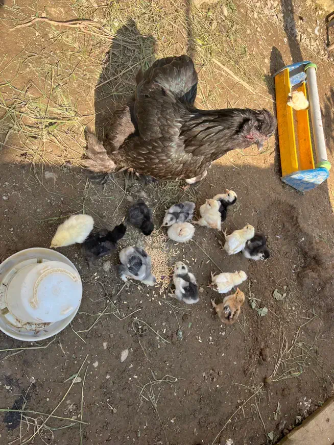 تخم مرغ گوشین تخم اردک مولد زینتی|حیوانات مزرعه|صومعهسرا, |دیوار