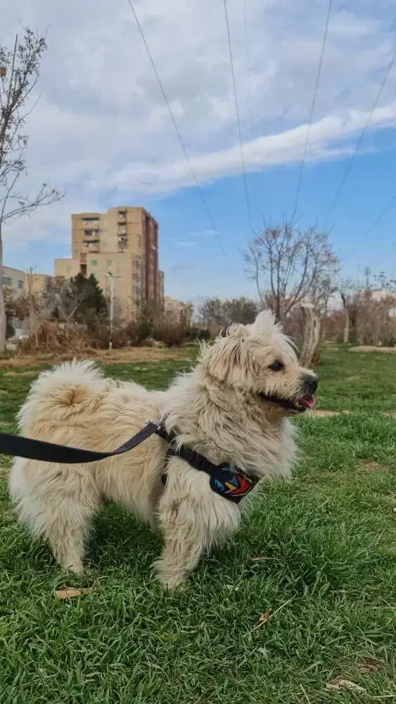 گمشده|حیوانات|اسلام‌شهر, شهرک مهدیه|دیوار