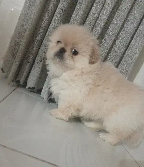 دو عدد پیکینیز|سگ|رشت, کوی غلام نیا|دیوار