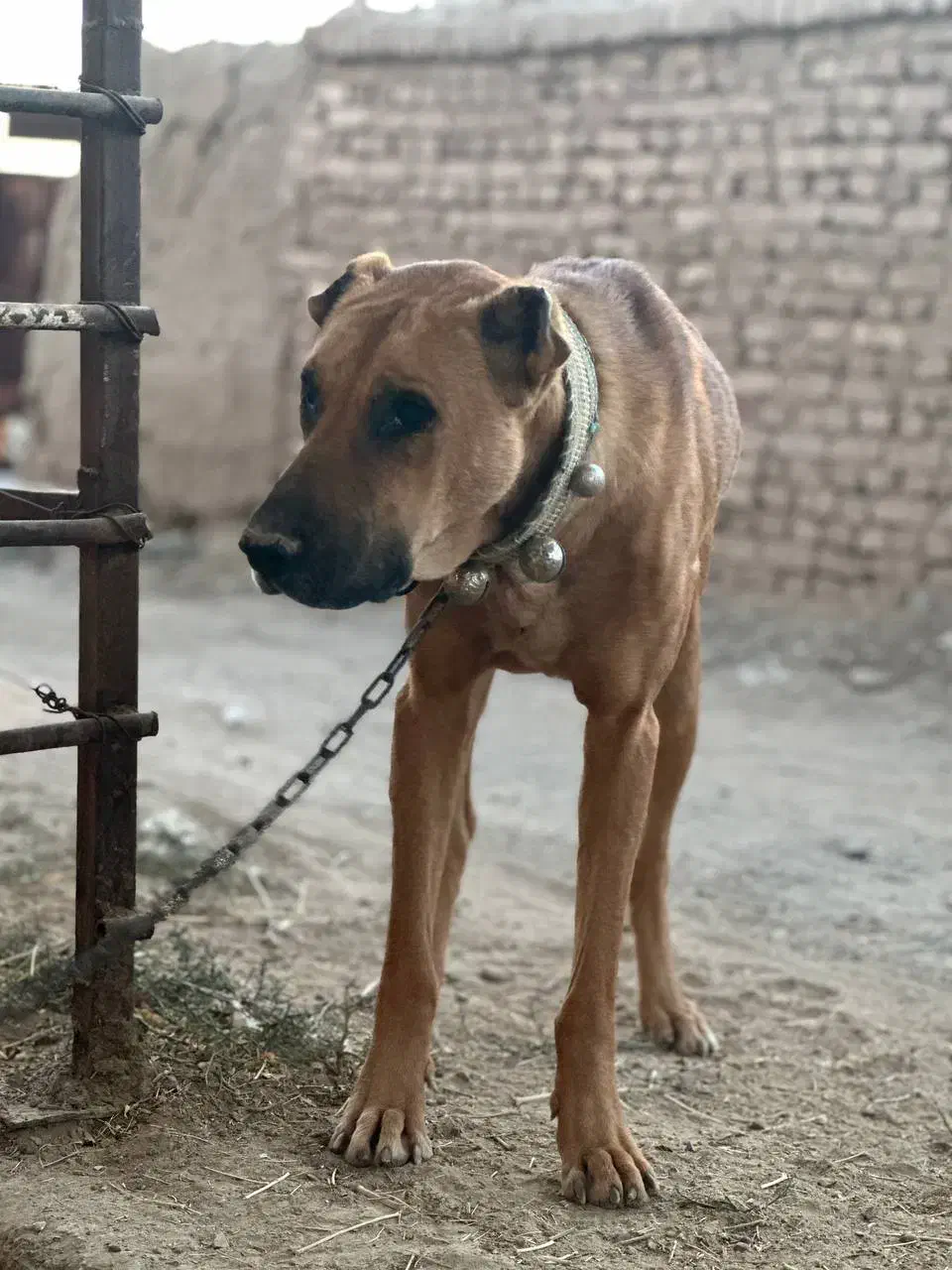 سگ نگهبان|سگ|کاشمر, |دیوار