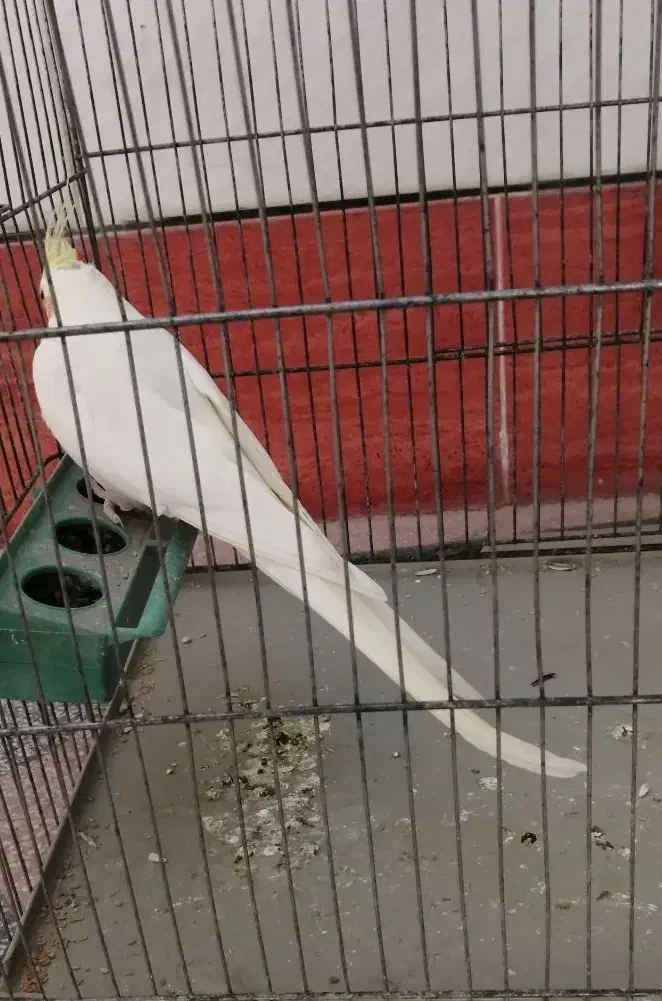 عروس هلندی ماده لوتینو|پرنده|لار, |دیوار