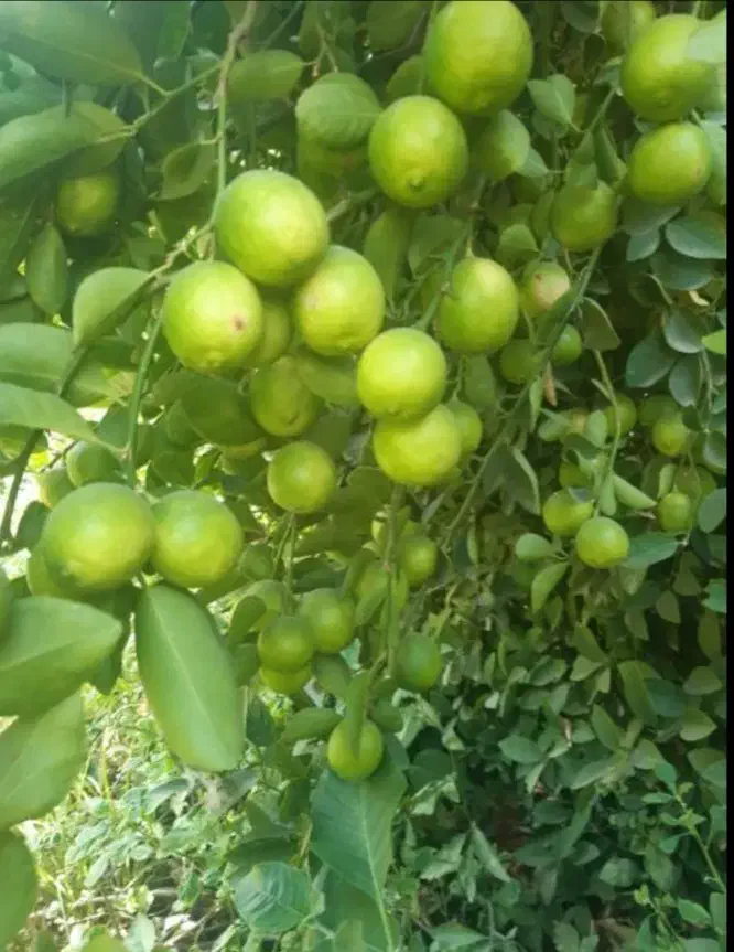 آبلیموی ترش و خانگی شهرستان خفر لیتری ۳۰۰ هزار|خوردنی و آشامیدنی|خفر, |دیوار