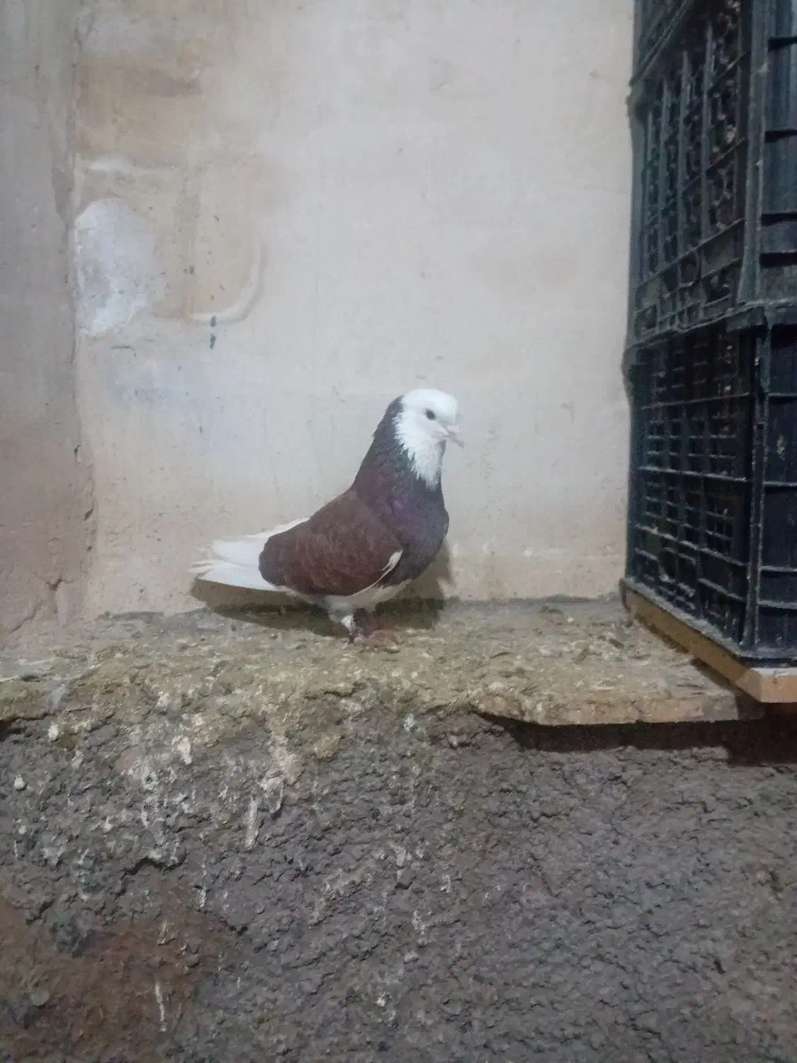 ۸کفتر|پرنده|ماکو, |دیوار