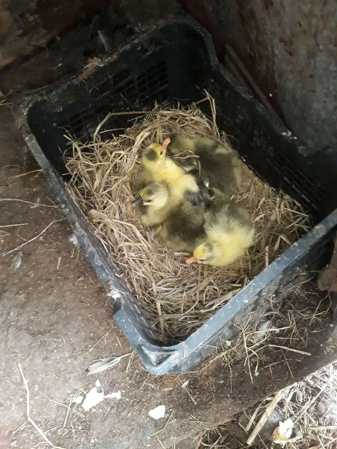 جوجه غاز محلی (کوچصفهان)|حیوانات مزرعه|رشت, حومه رشت|دیوار