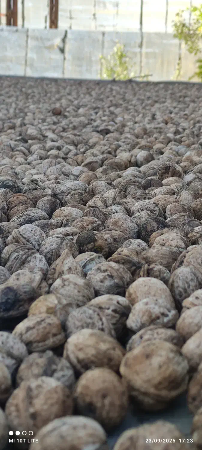 گردو ارگانیک تازه وپرچرب امسال چورژی|خوردنی و آشامیدنی|پاوه, |دیوار