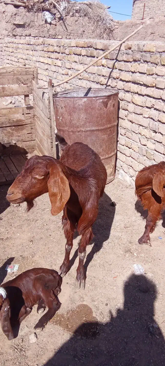 بزجمل زا|حیوانات مزرعه|تربتحیدریه, پائین ولایت|دیوار