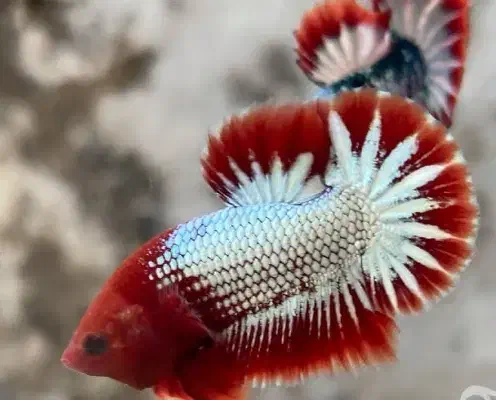 ماهی فایتر بلک مامبا.هل بوی.اف سی سی .هافمن|ماهی|زاهدان, |دیوار