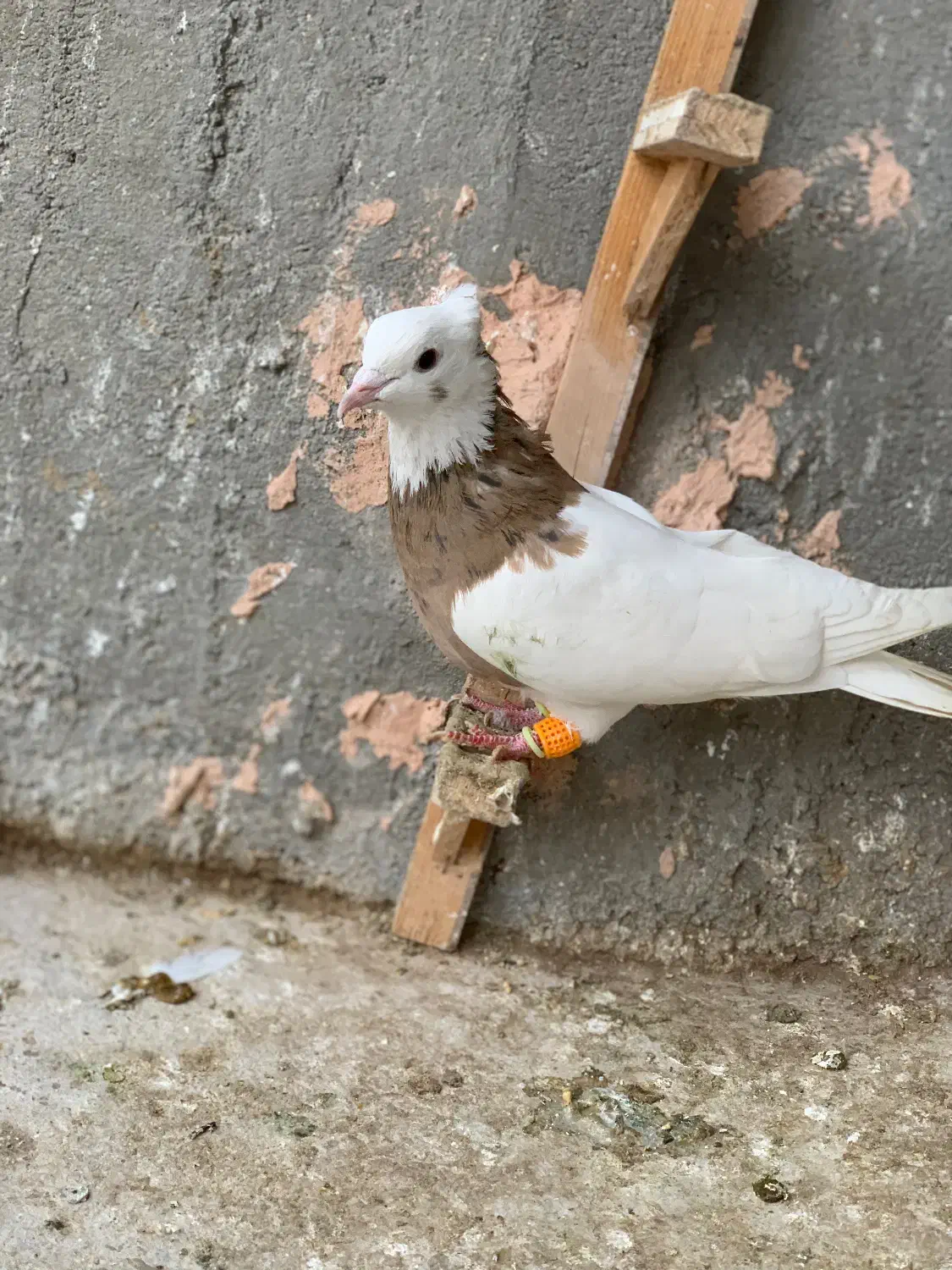 کفتر طوقی|حیوانات|سبزوار, امام خمینی (ناوی)|دیوار