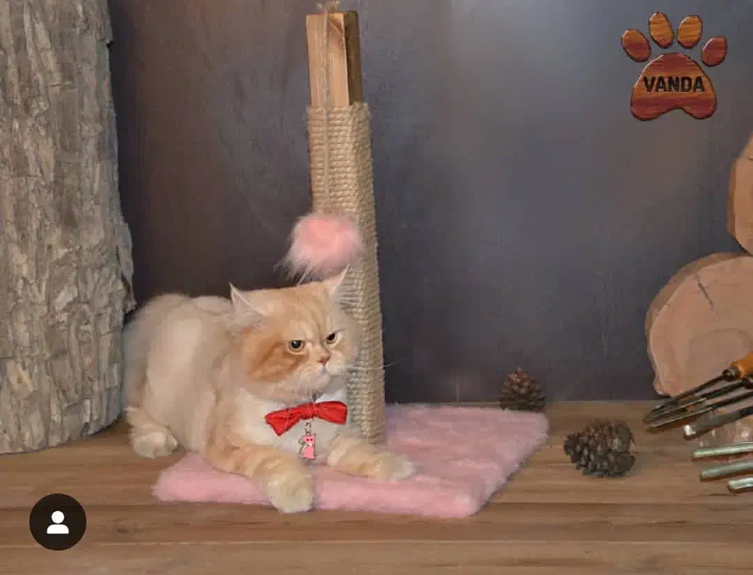 اسکرچر و بازی گربه|لوازم جانبی حیوانات|اندیشه, شهرک المهدی|دیوار