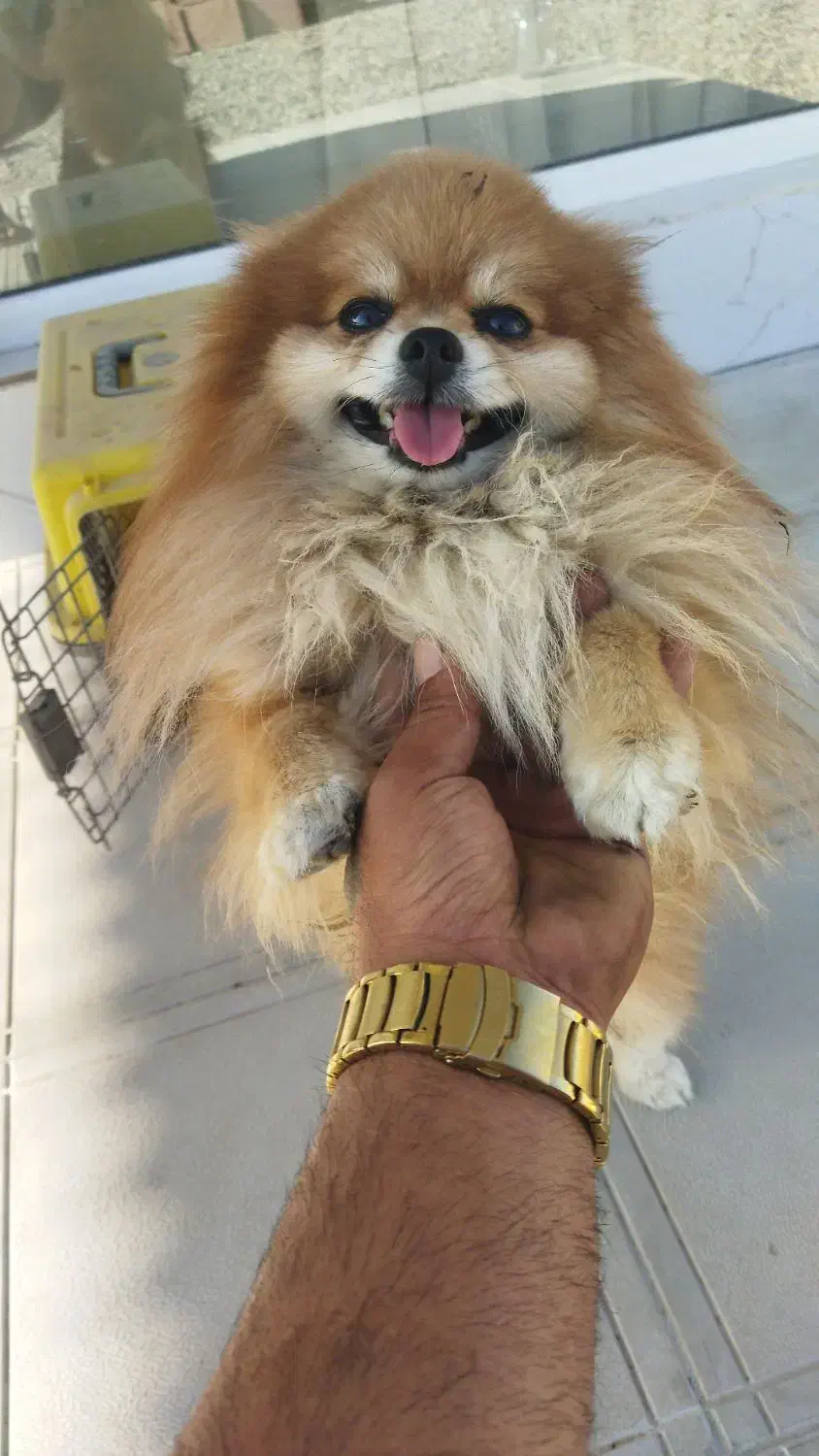 واگذاره سه قلاده پامیرین نر وماده|سگ|رباطکریم, رباطکریم|دیوار