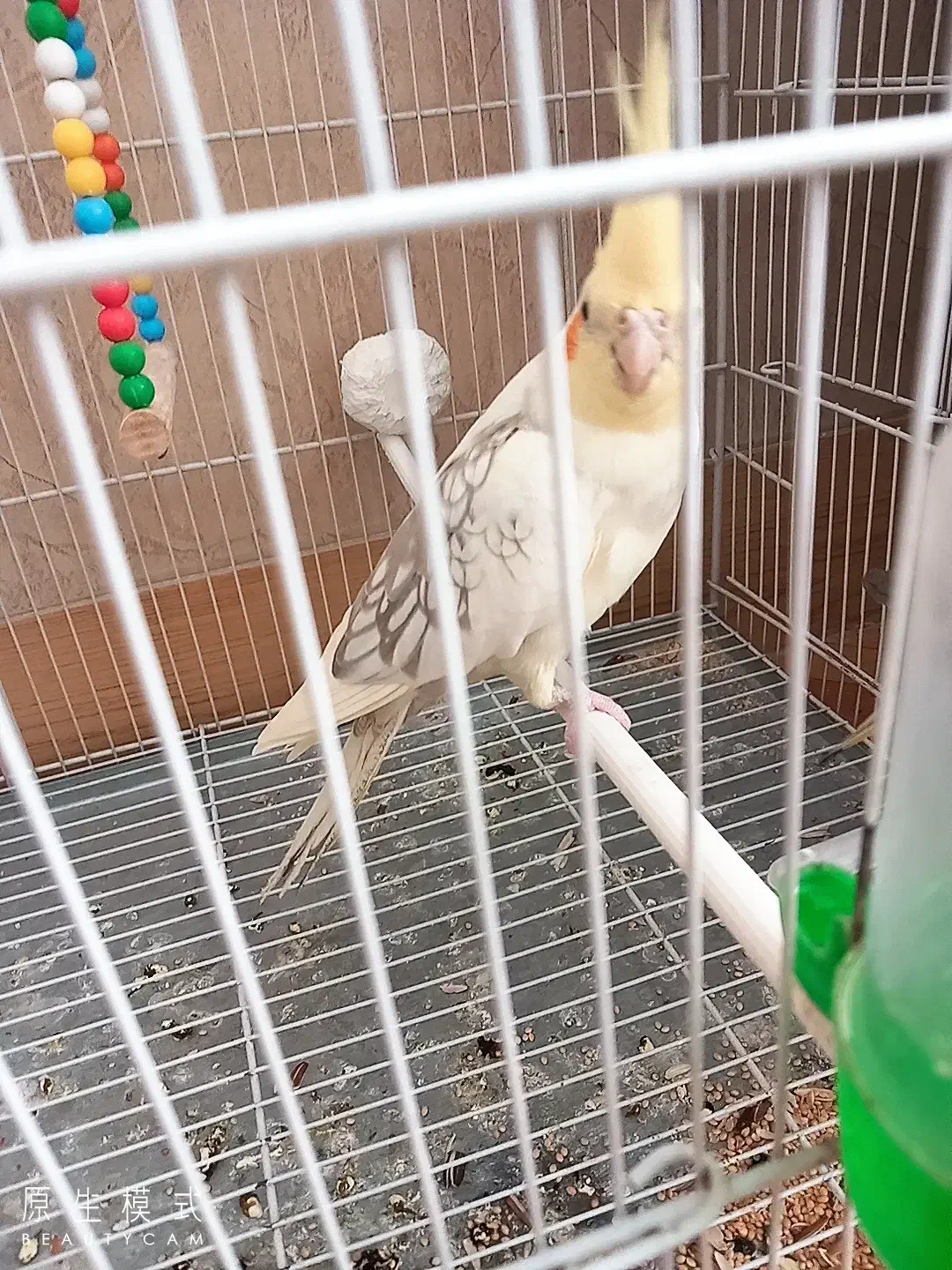 عروس هلندی|پرنده|تربت‌حیدریه, داروپخش|دیوار