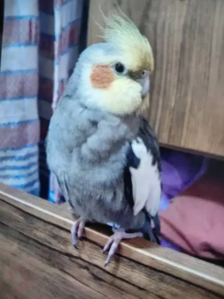 گمشده|حیوانات|مرودشت, ثبت احوال|دیوار