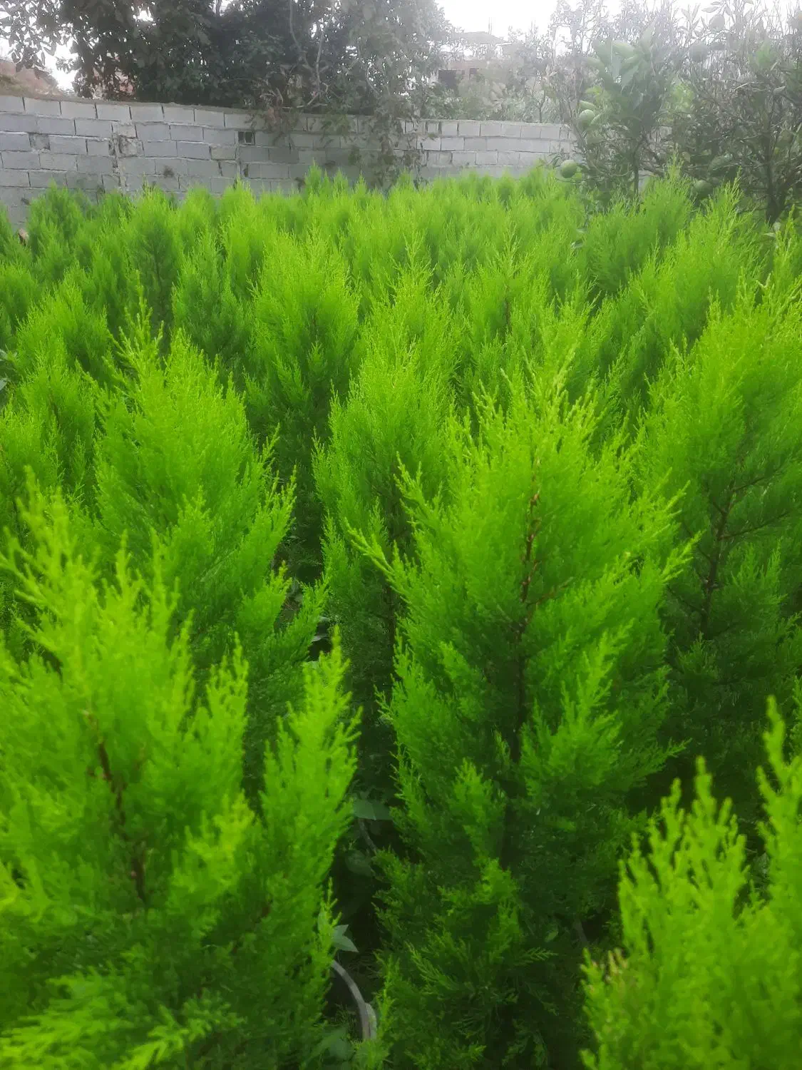 کاج لاوسون طلایی و یاس هلندی و شمشاد طلایی گلدونی|خدمات باغبانی و درختکاری|قائمشهر, |دیوار