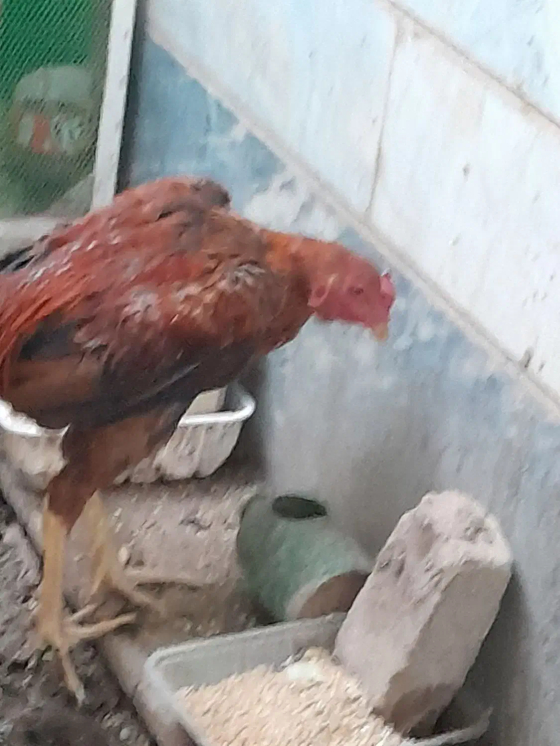 خروس لاری|حیوانات مزرعه|هشتگرد, شهرک راه آهن|دیوار