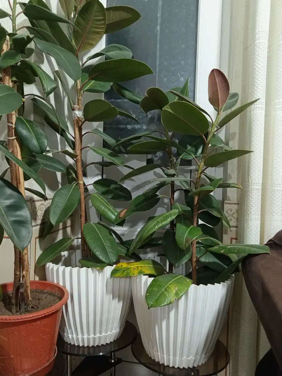 گل ها|گل و گیاه طبیعی|سی‌سخت, |دیوار