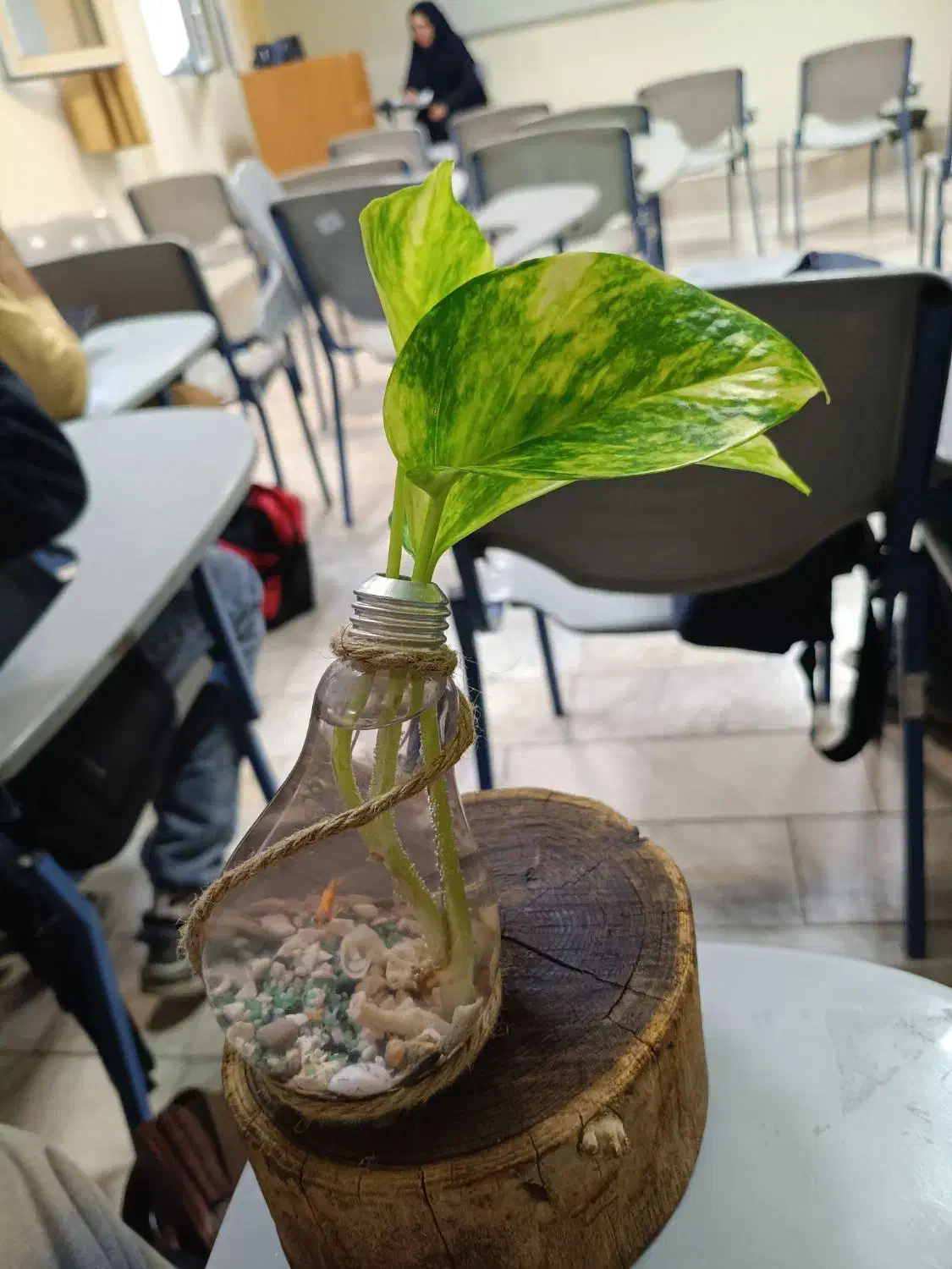 تراریوم|گل و گیاه طبیعی|مشهد, تربیت (صدف)|دیوار