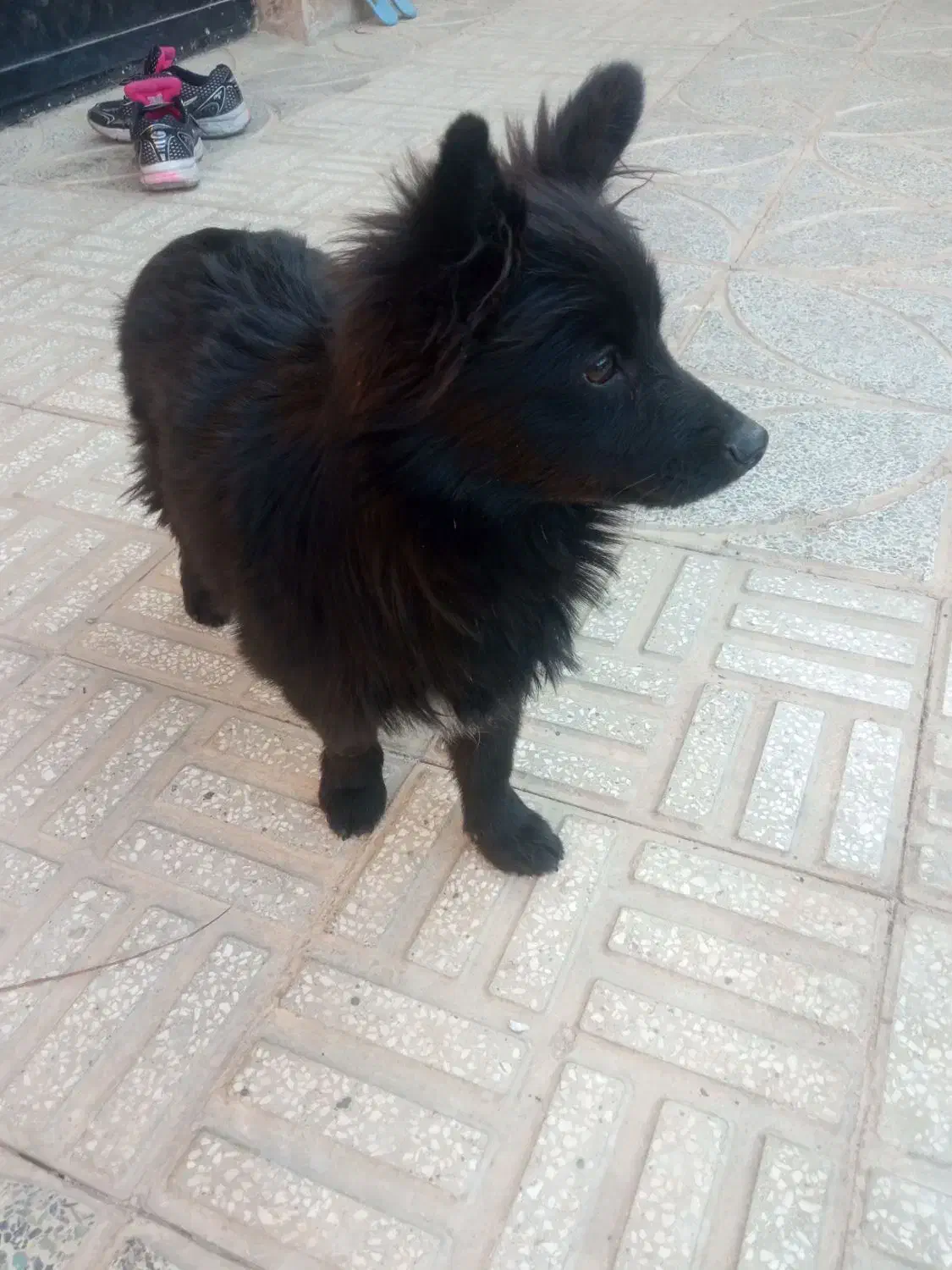 سگ پامرانین|سگ|سمنان, |دیوار